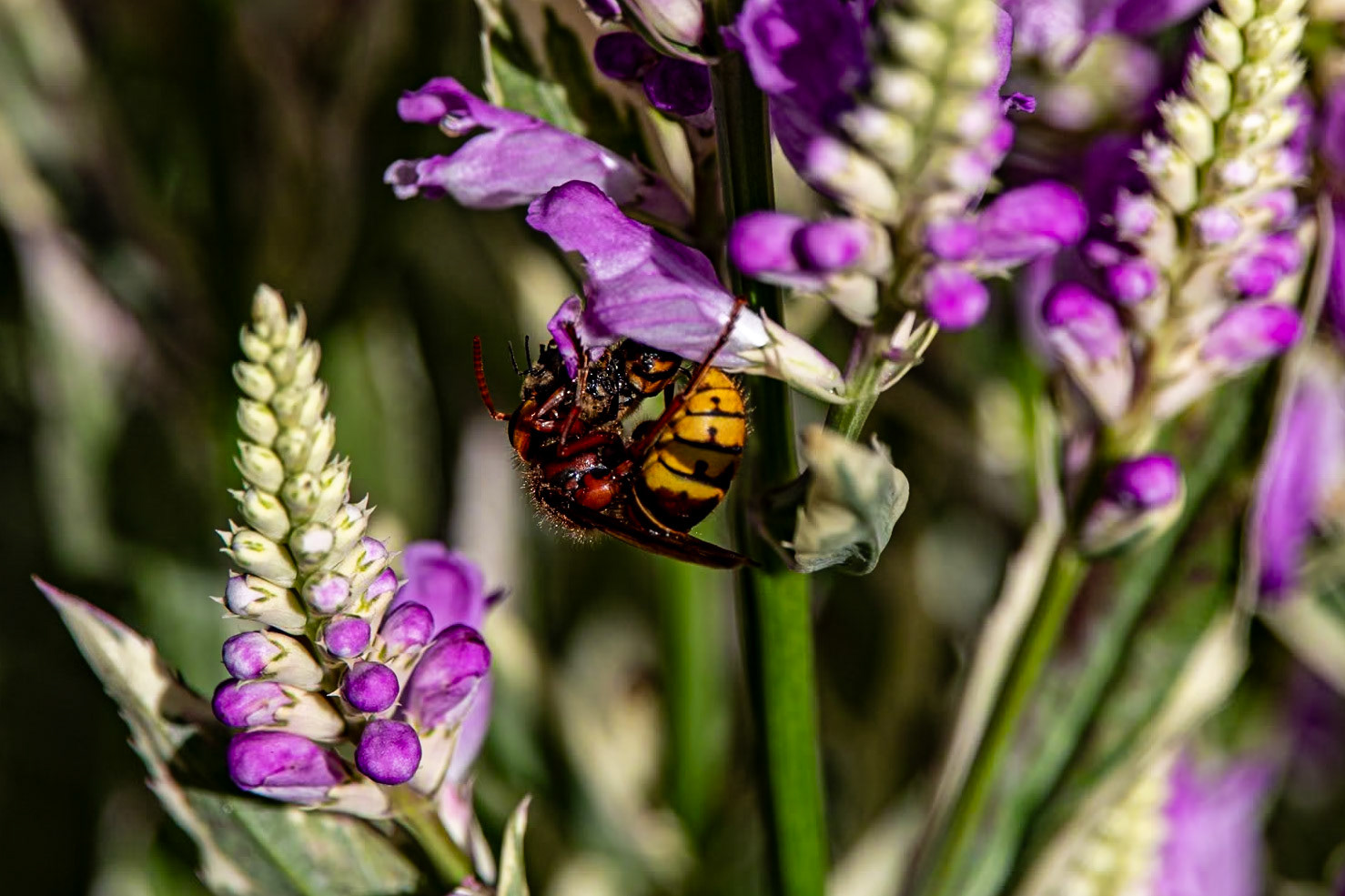 2023-09-05 14:29:40_TAMRON 28-300mm F/3.5-6.3 Di VC PZD A010_f/6.3_1/800 sec_Physostegia virginiana – Obedient Plant  Visitor: European Hornet (Vespa crabro)_Portsmouth Road_Woking_England_51°18'53.136" N 0°28'32.754" W