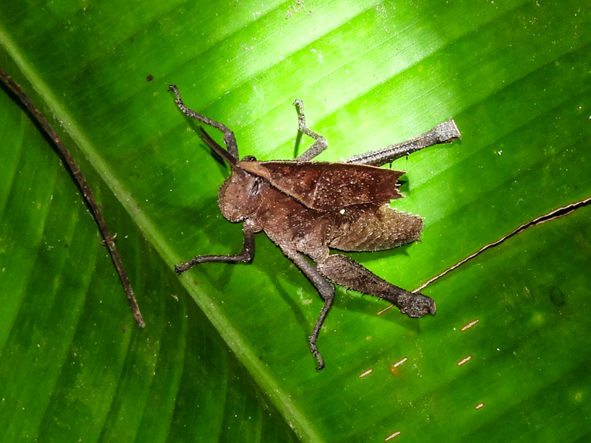 Dragon Lubber__2018-11-06__Nikon__Coolpix B700__ __f/5.5__1/125 sec____Las Piedras__Peru__12°32'20.958" S 69°3'10.818" W