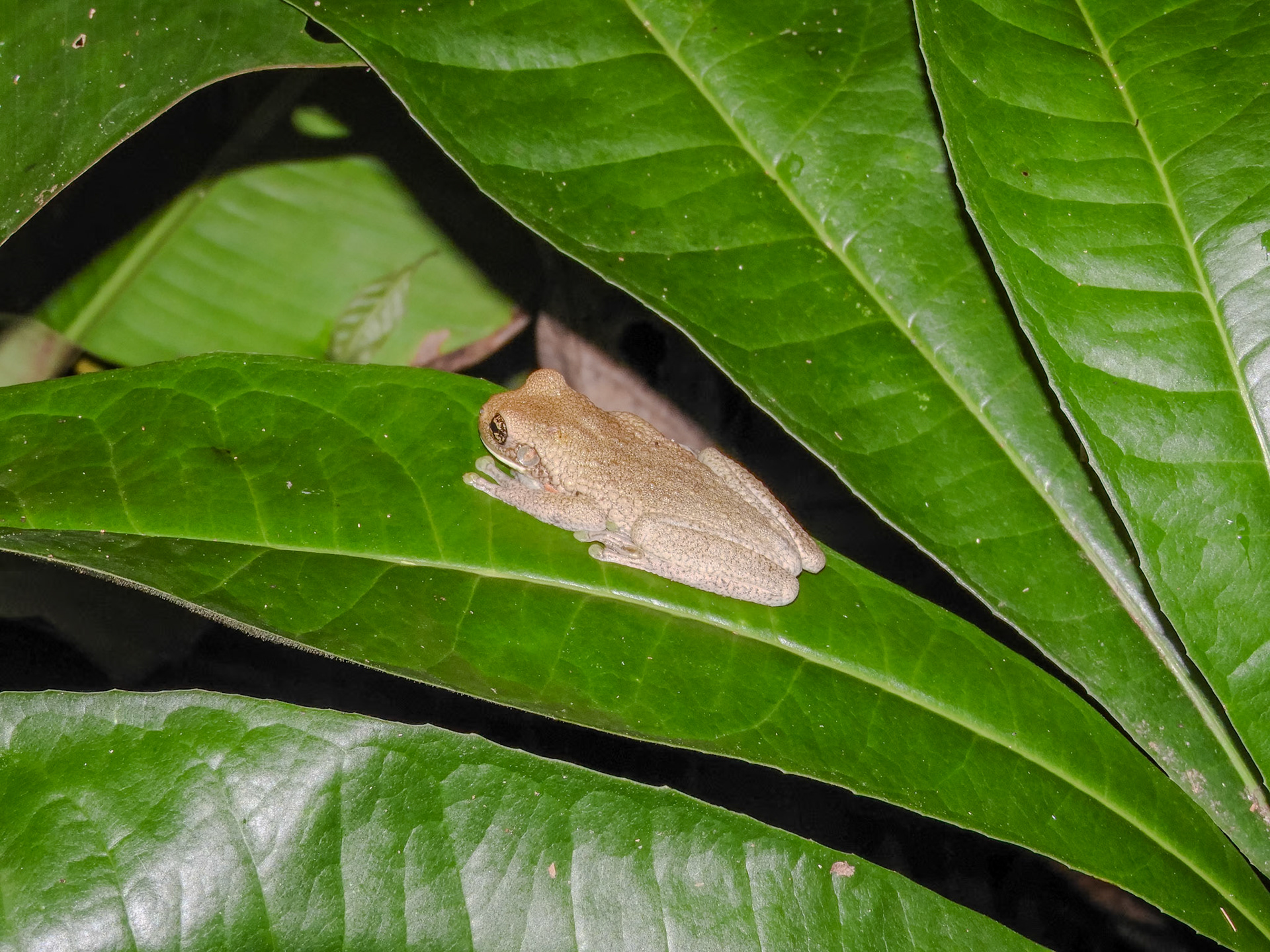 2018-11-06 18:40:02__f/5_1/60 sec__Las Piedras_Peru_12°32'28.0068" S 69°3'11.3472" W