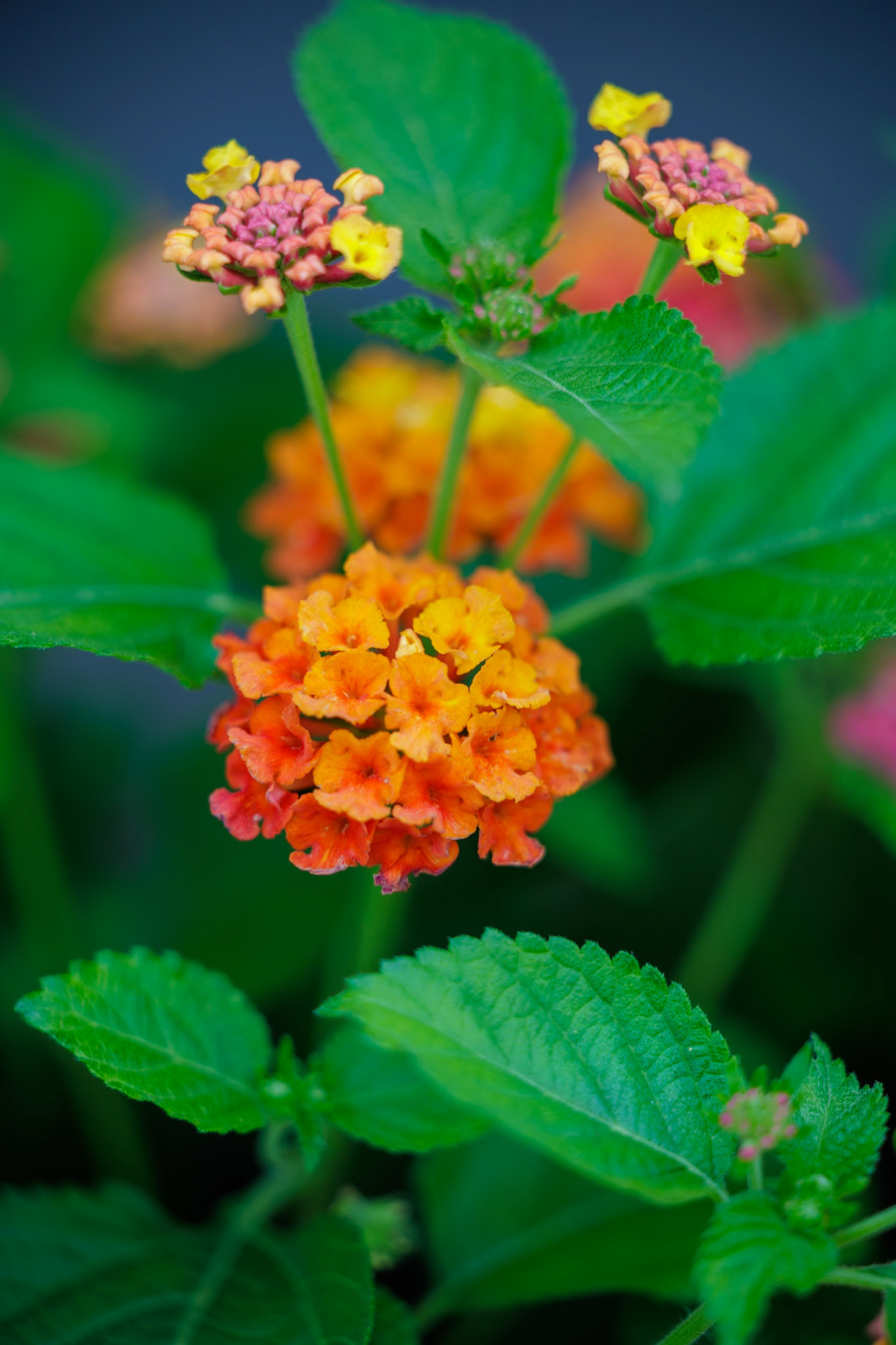 2025-07-08 12:34:08_RF70-200mm F2.8 L IS USM_f/2.8_1/100 sec______