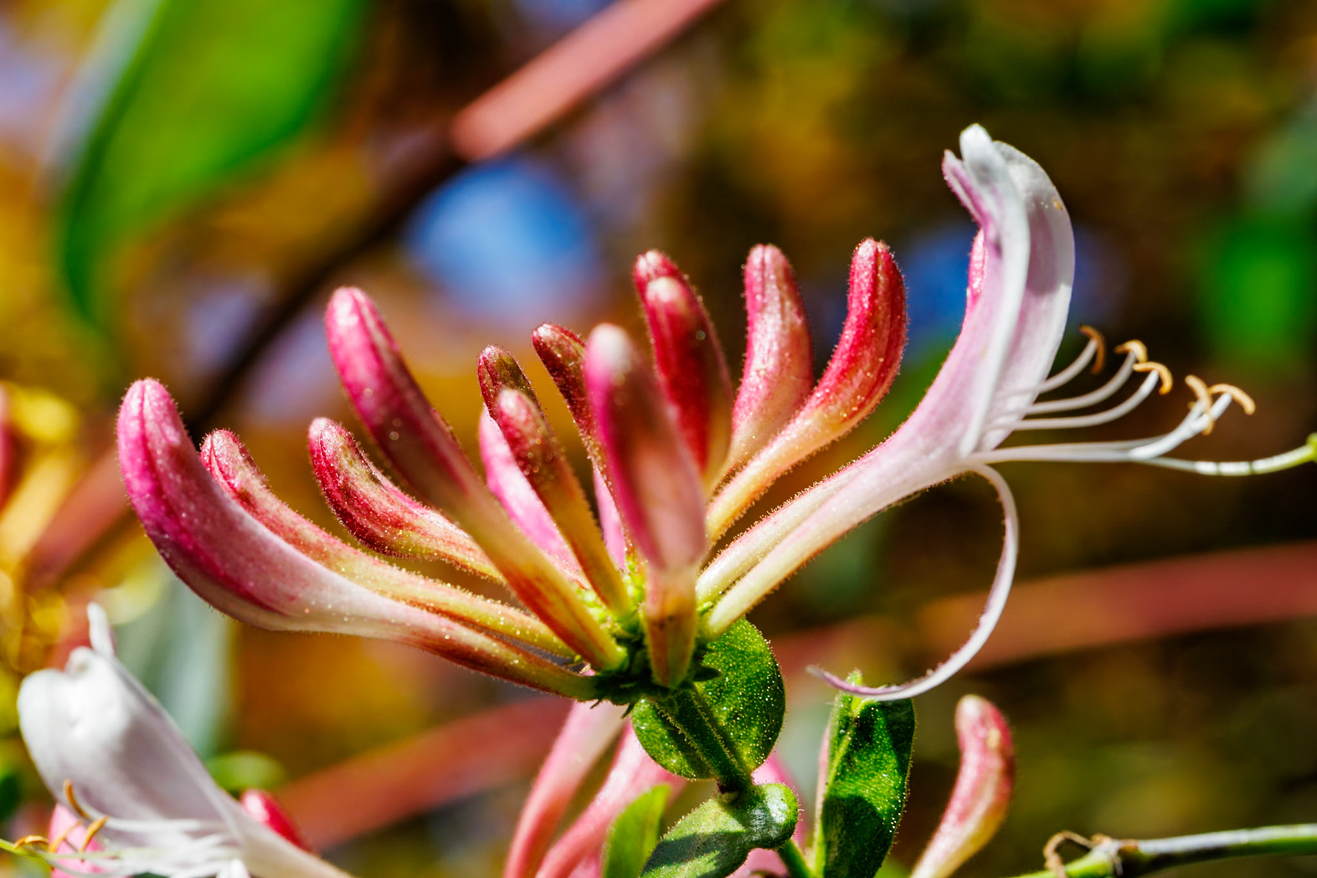 _2024-07-19__Canon__Canon EOS R3__ EF100mm f/2.8L Macro IS USM__f/11__1/100 sec__Staines Road__Sunnymeads__England__51°27'18.6228" N 0°33'21.2868" W