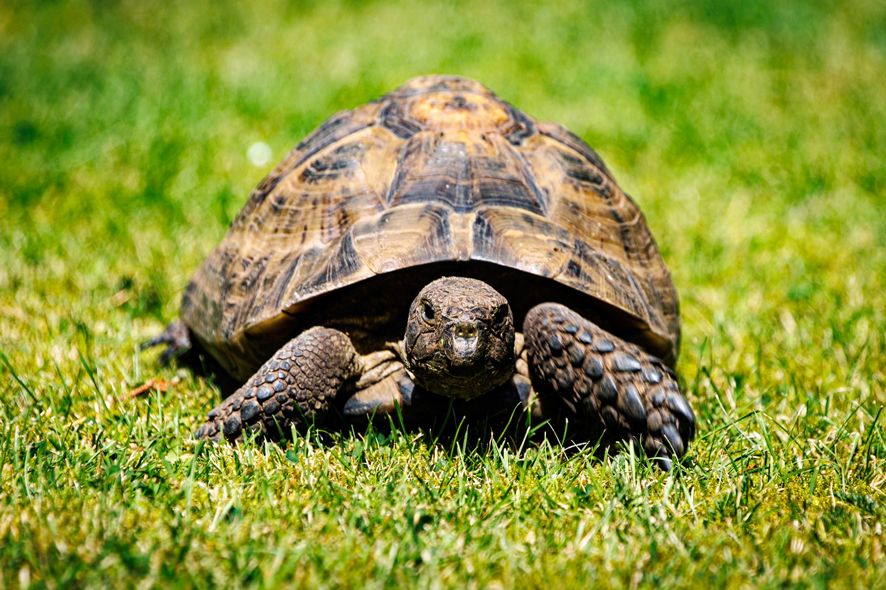 Hermanns Tortoise__2024-08-09__Canon__Canon EOS R3__ TAMRON 28-300mm F/3.5-6.3 Di VC PZD A010__f/7.1__1/320 sec__Staines Road__Wraysbury__England__51°27'19.422" N 0°33'17.7948" W