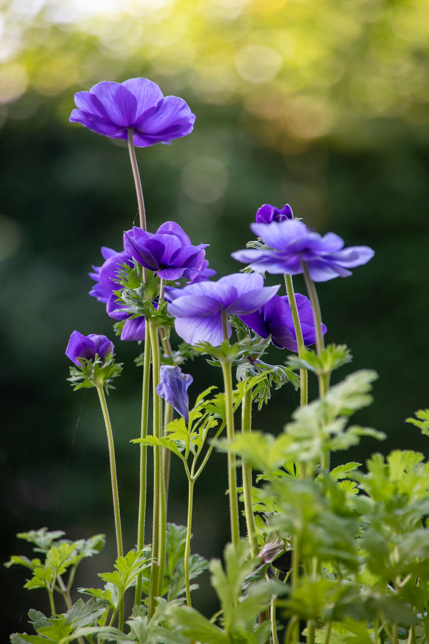 2023-09-03 16:19:38_TAMRON 28-300mm F/3.5-6.3 Di VC PZD A010_f/6.3_1/320 sec_Anemone coronaria – Garden Anemone _Staines Road_Wraysbury_England_51°27'18.4572" N 0°33'17.5428" W