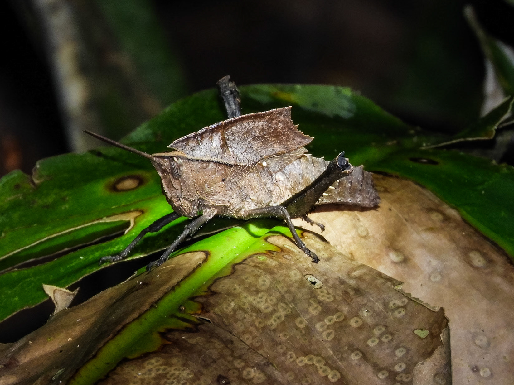Dragon Lubber__2018-11-06__Nikon__Coolpix B700__ __f/5.6__1/125 sec____Las Piedras__Peru__12°32'21.7932" S 69°3'11.0232" W