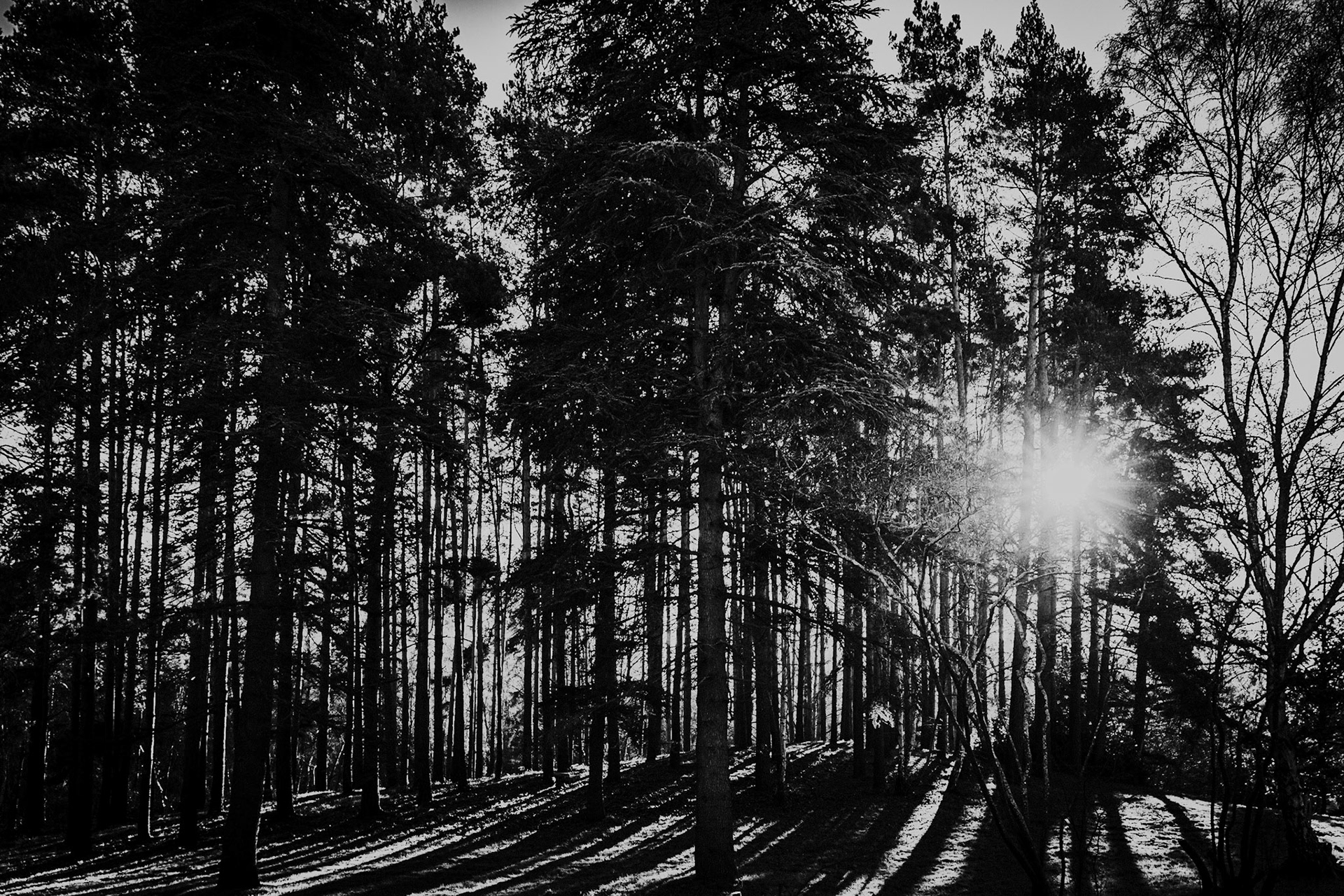 _2025-01-07__Canon EOS R3__ RF28-70mm F2.8 IS STM__f/3.5__1/100 sec_________