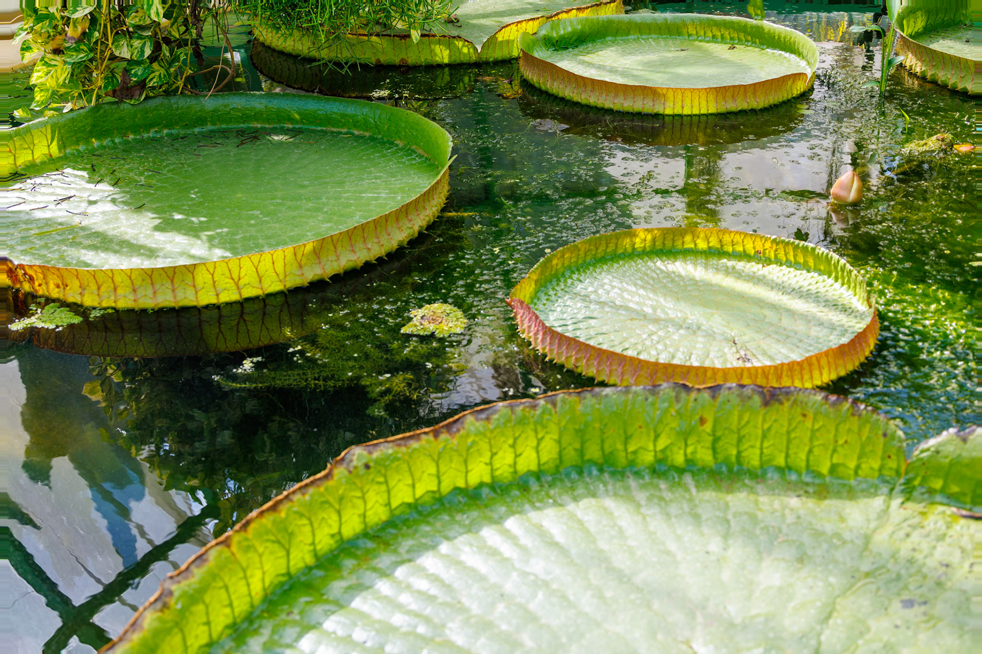 2024-10-04 13:33:46_RF24-240mm F4-6.3 IS USM_f/5_1/80 sec_Giant water lily (Victoria amazonica)_Mihanovićeva ulica_City of Zagreb_Croatia_45°48'18.2592" N 15°58'13.26" E