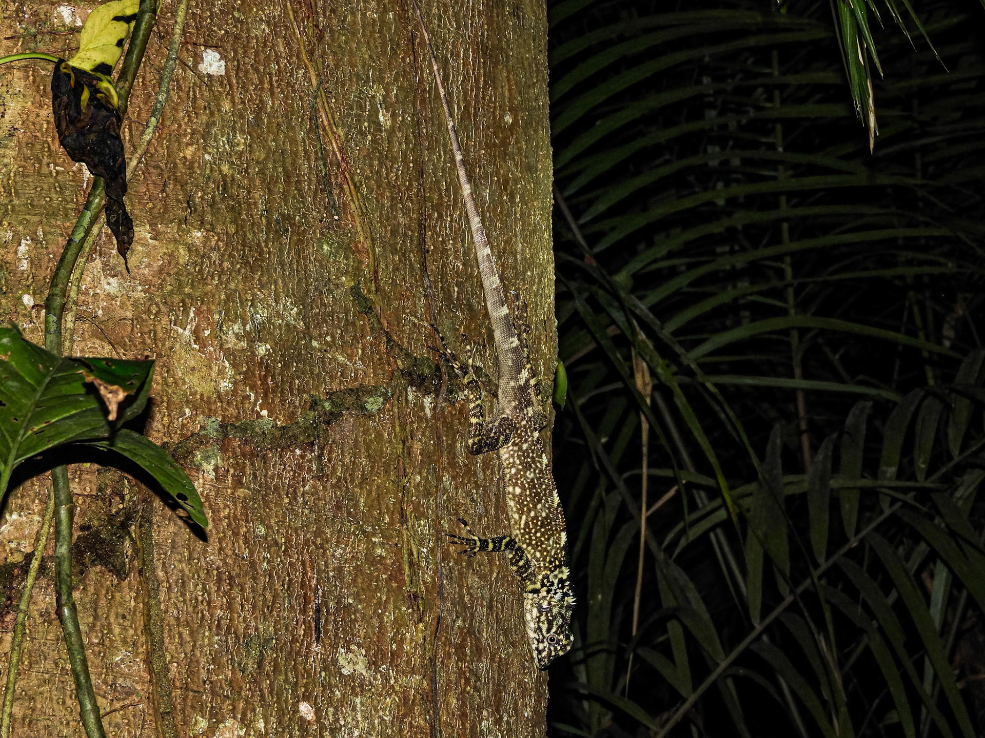 Spiny-headed Tree Lizard__2018-11-06__Nikon__Coolpix B700__ __f/5__1/60 sec____Las Piedras__Peru__12°32'22.2252" S 69°3'11.5812" W