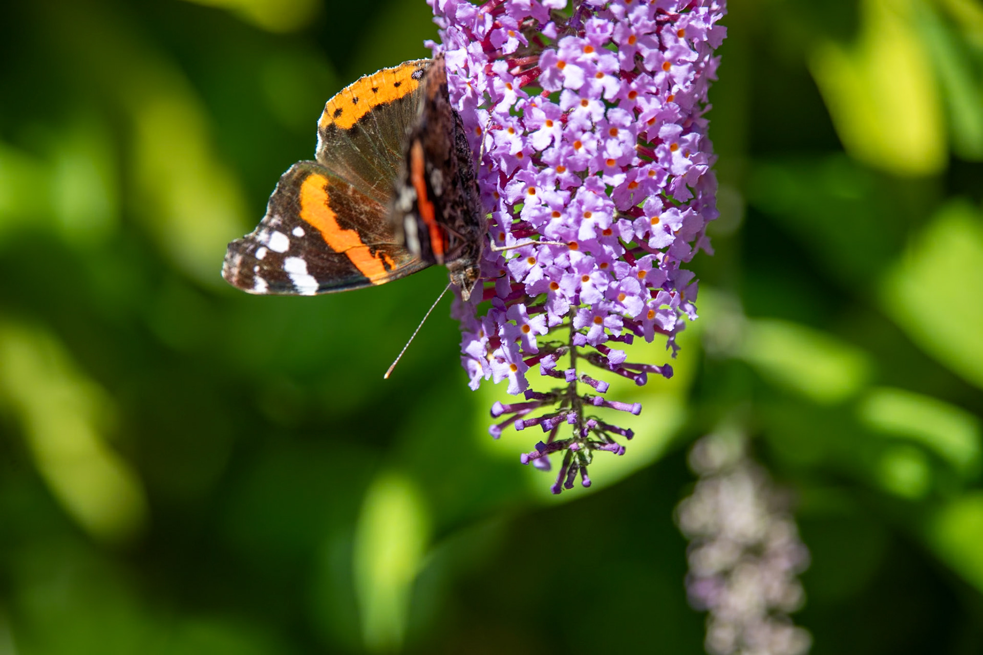 Red Admiral__2023-07-17__Canon__Canon EOS 5D Mark IV__ TAMRON 28-300mm F/3.5-6.3 Di VC PZD A010__f/6.3__1/500 sec__Staines Road__Wraysbury__England__51°27'17.2152" N 0°33'18.8388" W
