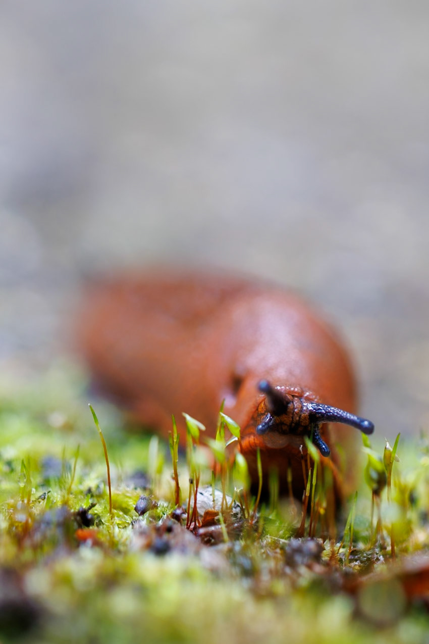 Spanish Slug__2024-07-17__Canon__Canon EOS R3__ EF100mm f/2.8L Macro IS USM__f/2.8__1/100 sec__Old School Court__Hythe End__England__51°27'18.864" N 0°33'21.2652" W