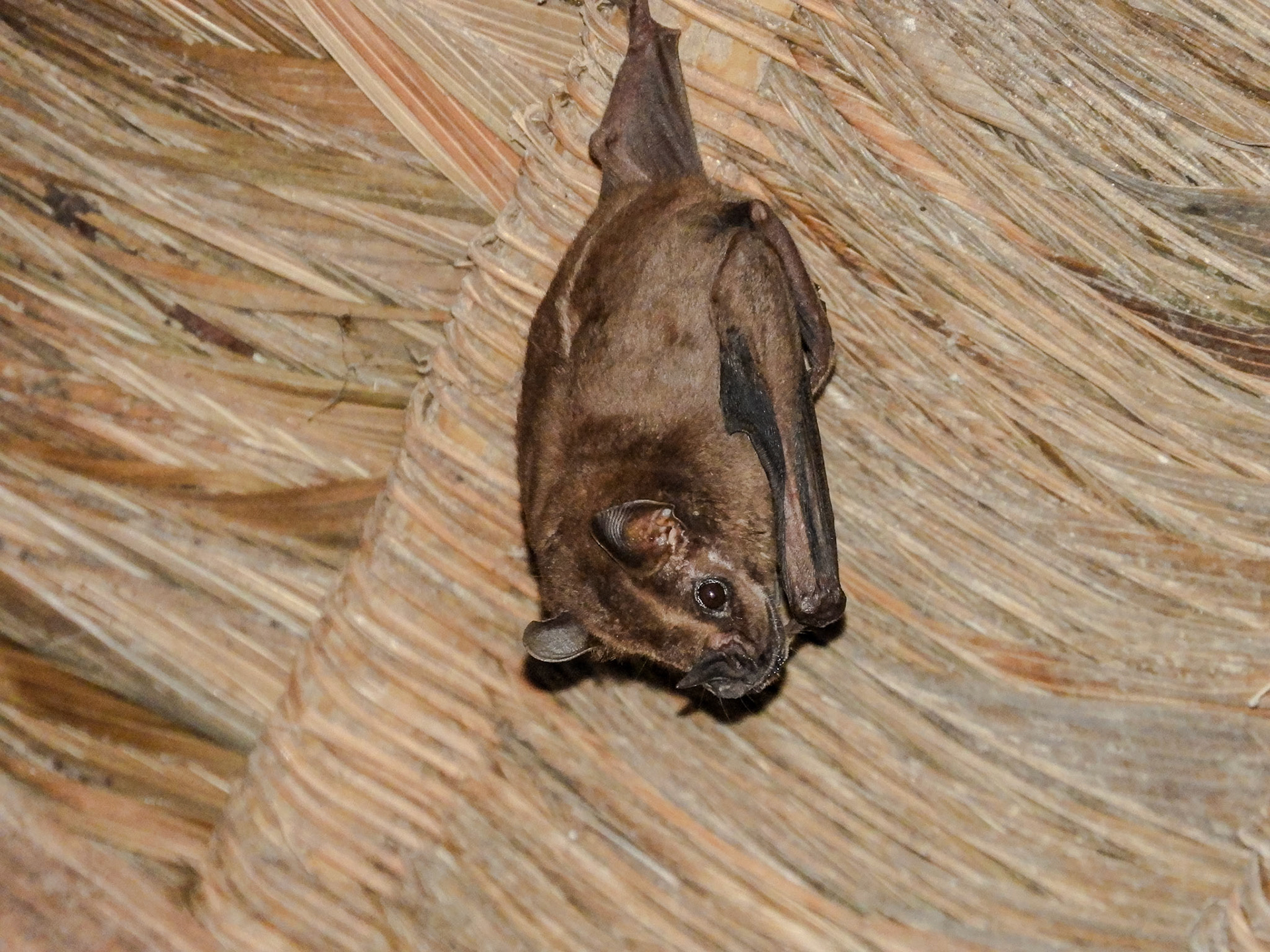 2018-11-06 18:34:04__f/5.6_1/125 sec__Las Piedras_Peru_12°32'29.8068" S 69°3'12.69" W