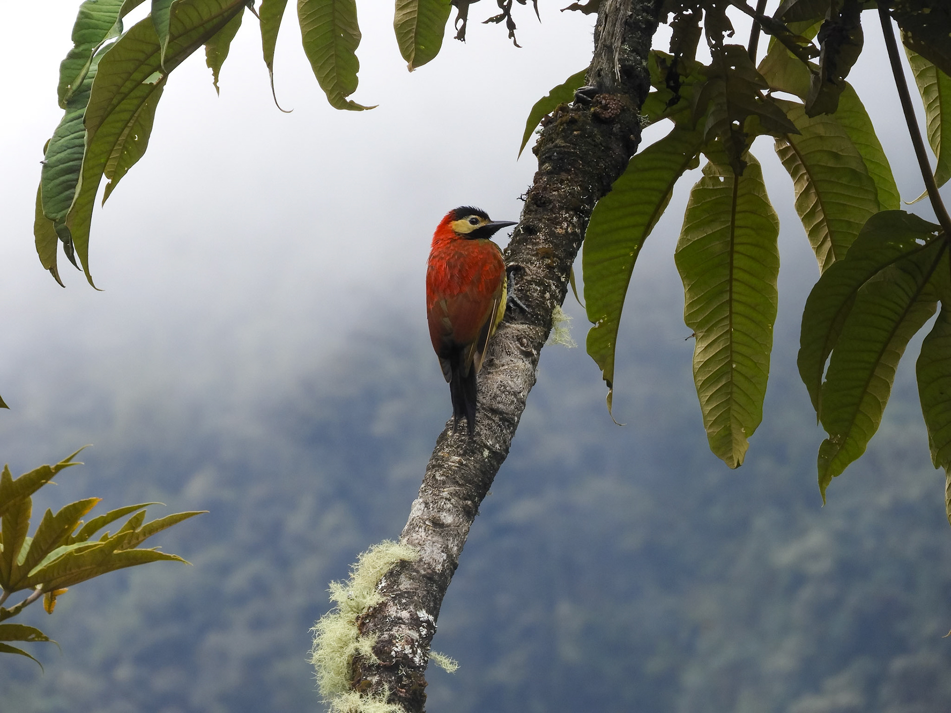 Crimson-mantled Woodpecker__2018-11-14__Nikon__Coolpix B700__ __f/5.6__1/250 sec__Salkantay Trek__Chaullay__Peru__13°18'51.8148" S 72°37'37.056" W