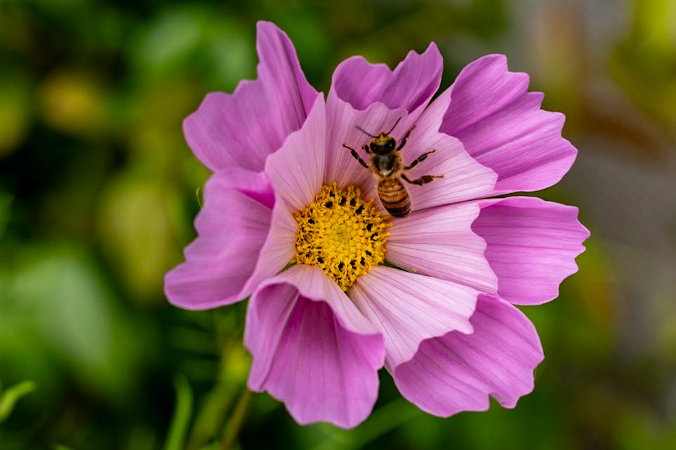 2023-08-17 15:45:44_TAMRON 28-300mm F/3.5-6.3 Di VC PZD A010_f/6.3_1/1000 sec_Cosmos bipinnatus – Cosmos  Visitor: Honeybee (Apis mellifera) _Staines Road_Wraysbury_England_51°27'18.7488" N 0°33'17.838" W