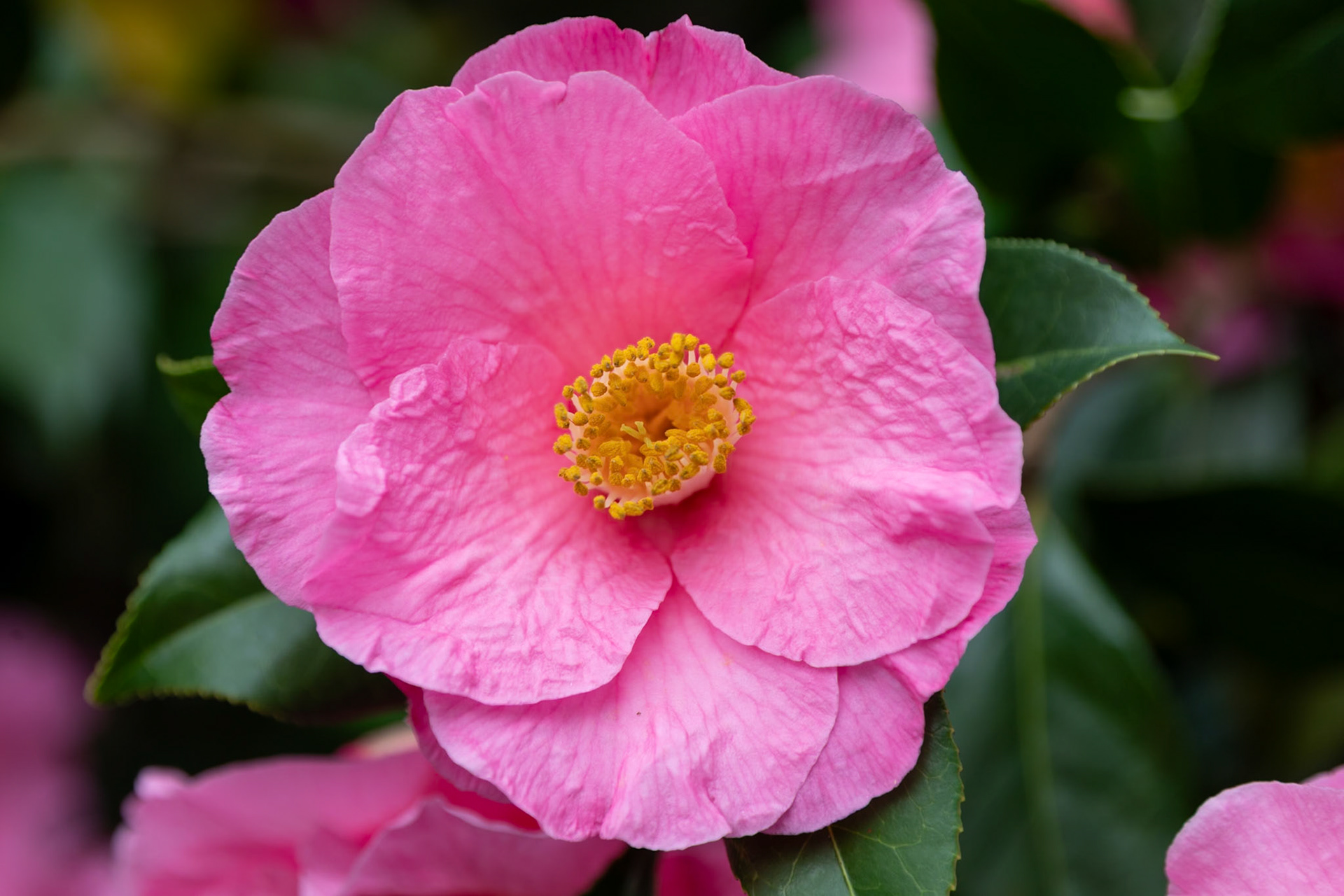 2023-03-20 11:59:58_TAMRON 28-300mm F/3.5-6.3 Di VC PZD A010_f/5.6_1/125 sec___The Valley Gardens_Old Windsor_England_51°24'46.8" N 0°36'5.7312" W