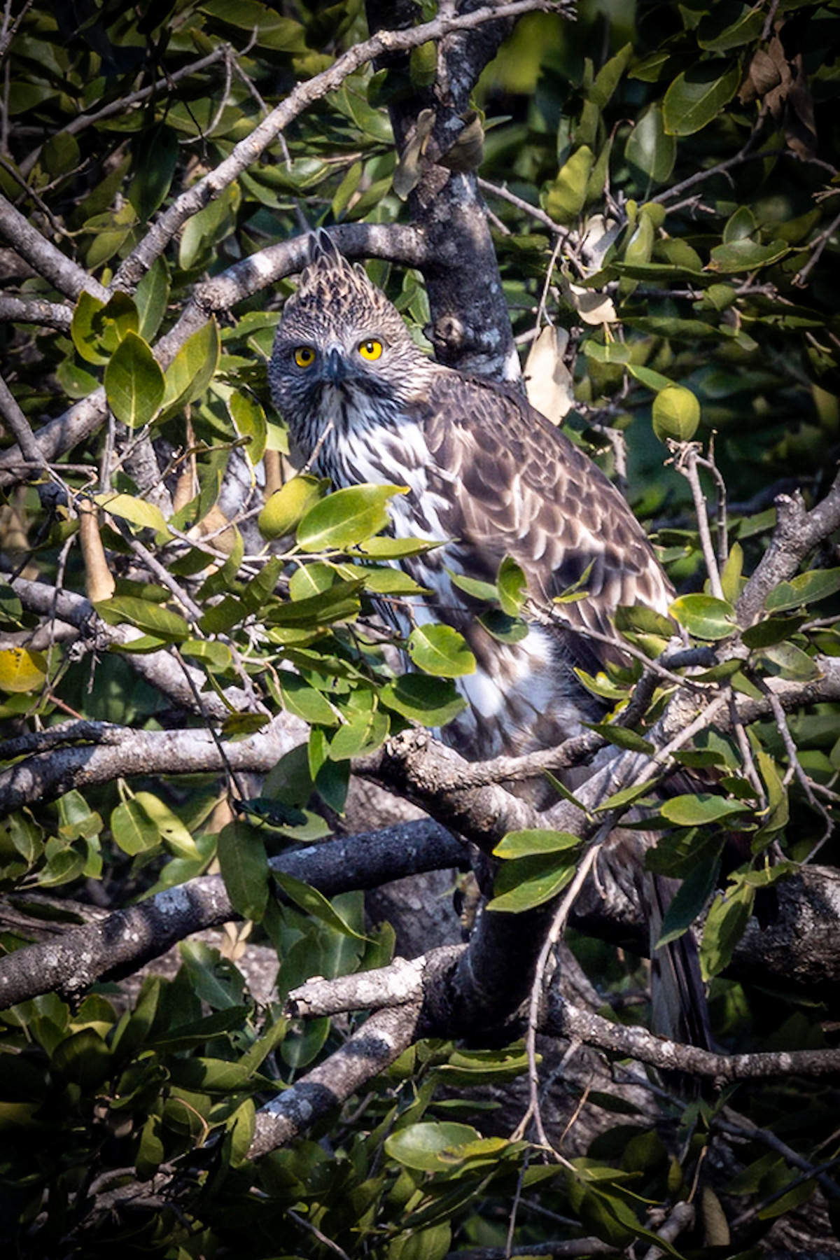 Changeable Hawk Eagle__2025-12-01__Canon__Canon EOS R3__ RF100-500mm F4.5-7.1 L IS USM__f/11__1/160 sec____Ramnagar__India__29°26'22.6248" N 78°57'47.9232" E