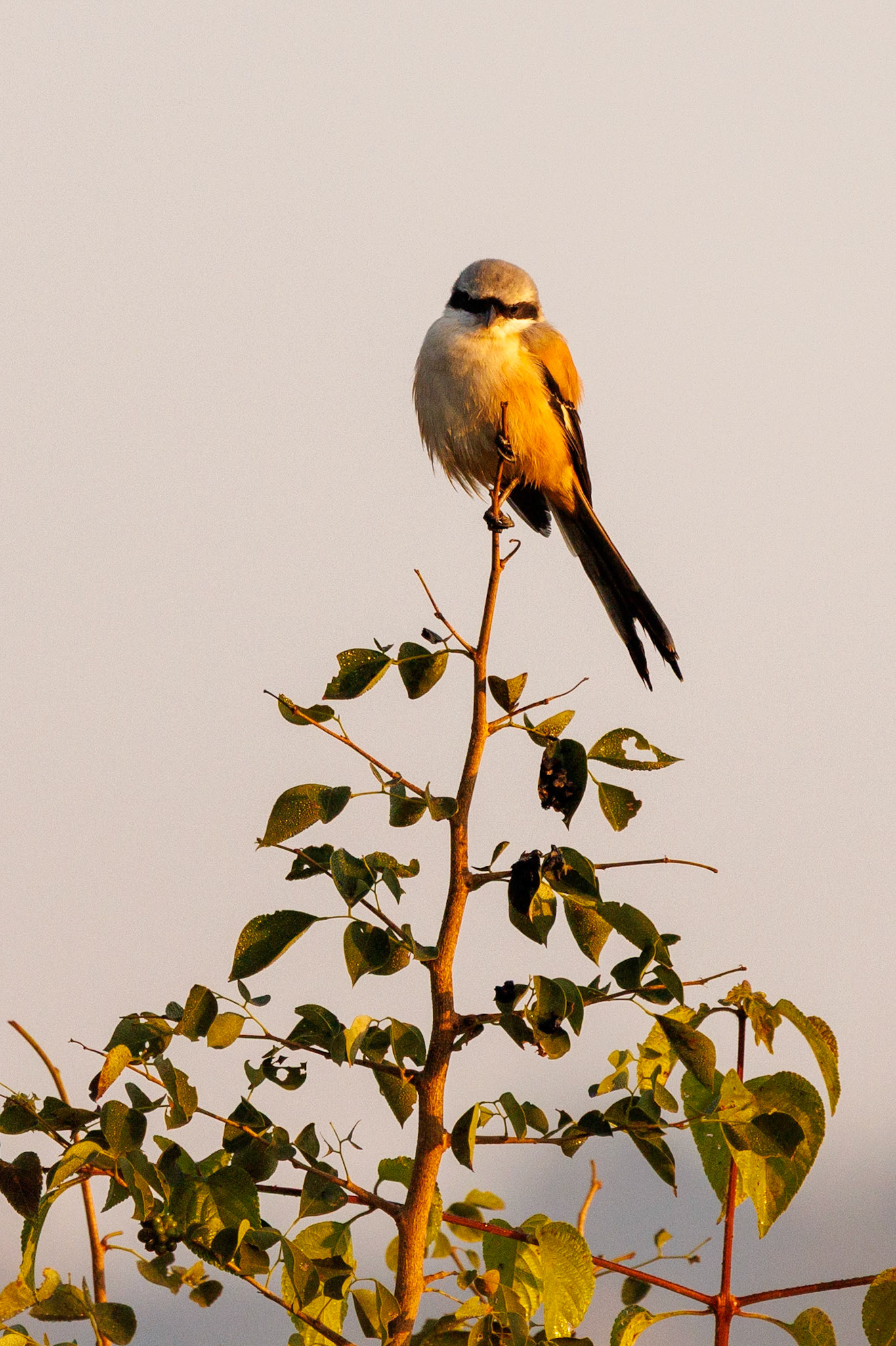 Brown Shrike__2025-12-01__Canon__Canon EOS R3__ RF100-500mm F4.5-7.1 L IS USM__f/7.1__1/1000 sec____Ramnagar__India__29°25'50.7792" N 78°56'37.266" E