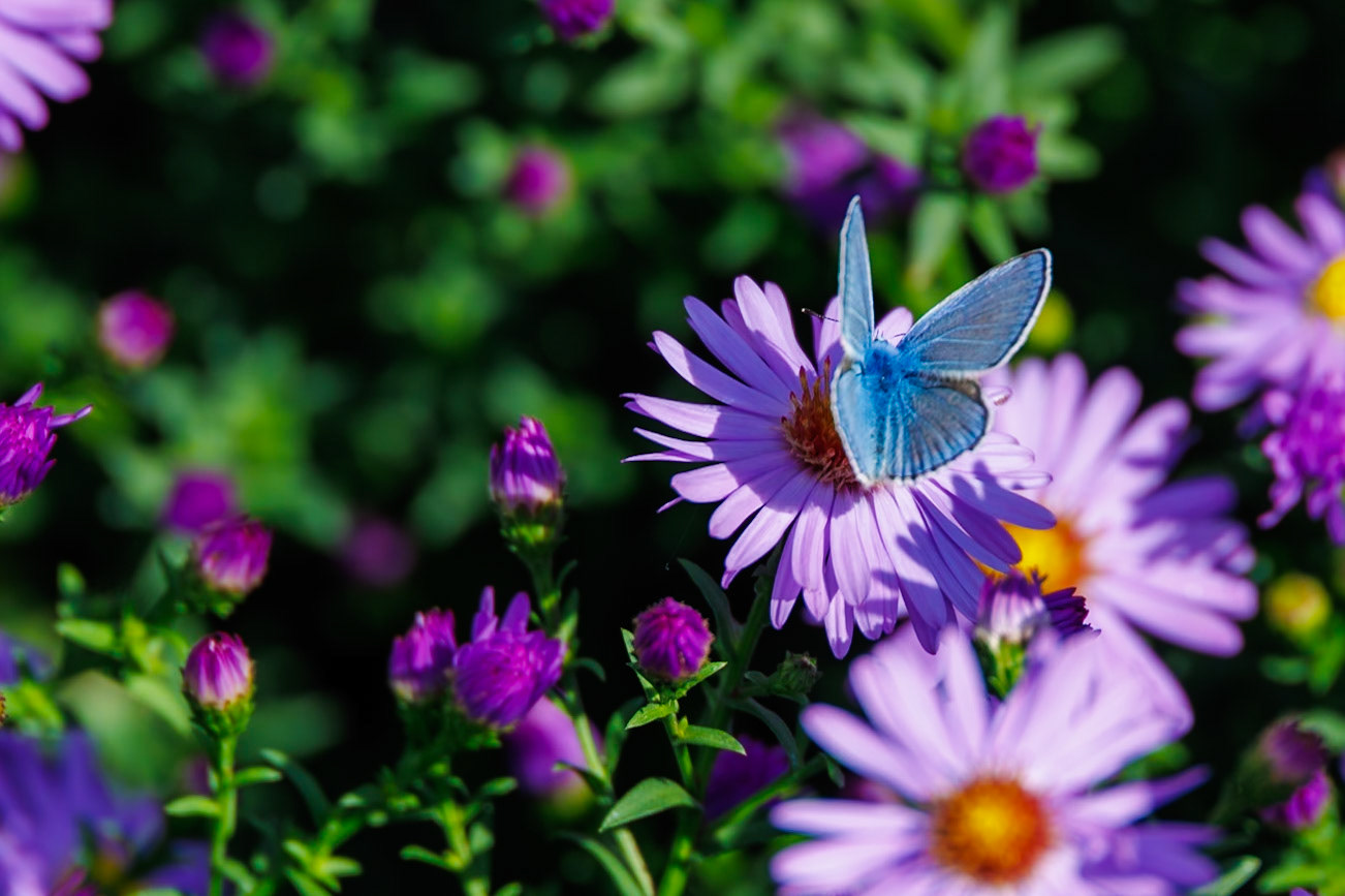 2024-09-25 12:13:17_RF24-240mm F4-6.3 IS USM_f/6.3_1/250 sec_Butterfly: Polyommatus icarus (Common Blue)Flower: Symphyotrichum novi-belgii (New York Aster or Michaelmas Daisy)_Mihanovićeva ulica_City of Zagreb_Croatia_45°48'15.876" N 15°58'24.0168" E