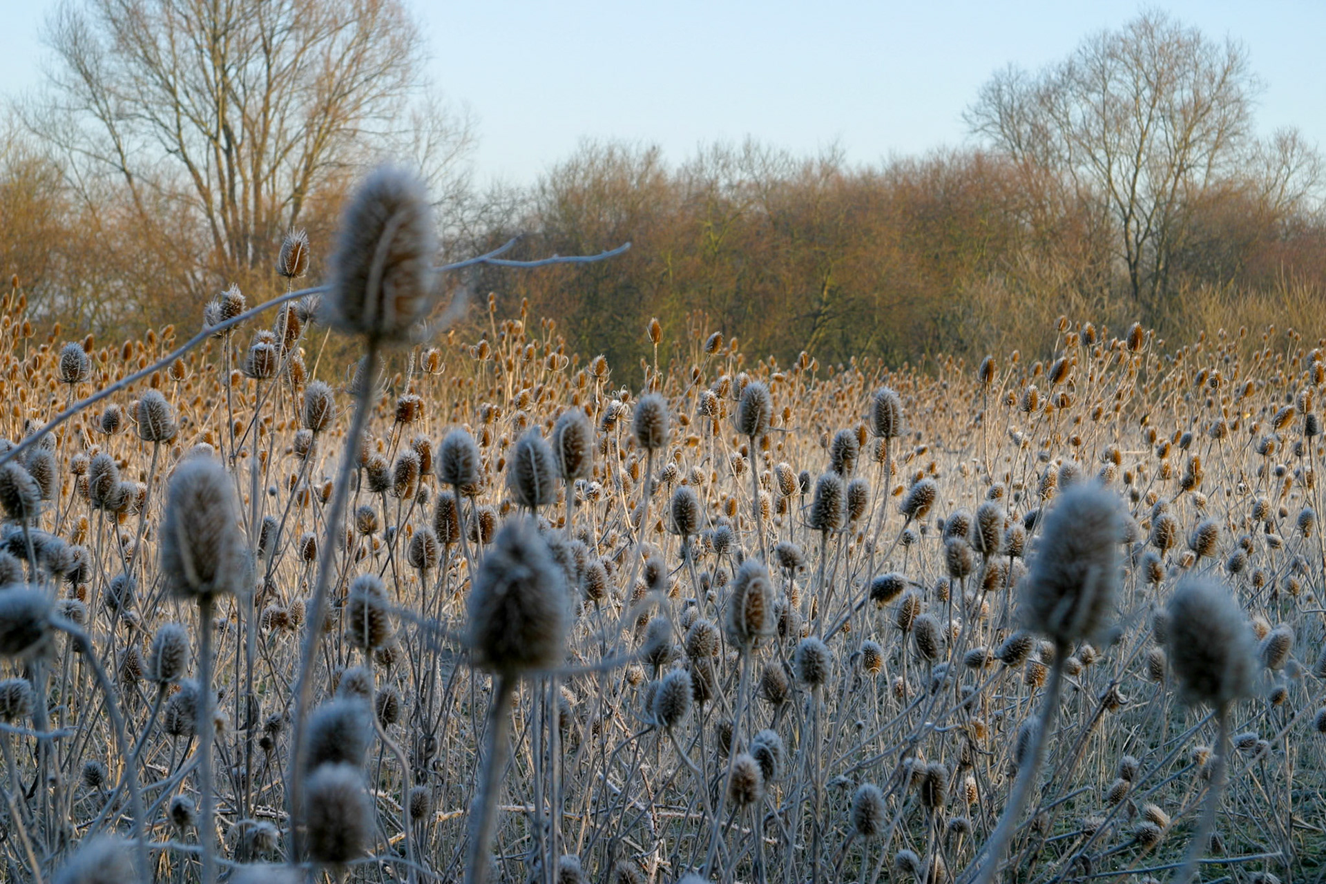 2008-02-17 09:30:01_24.0-85.0 mm_f/6.7_1/180 sec_Frosted teasels (Dipsacus fullonum)_Wraysbury_UK__