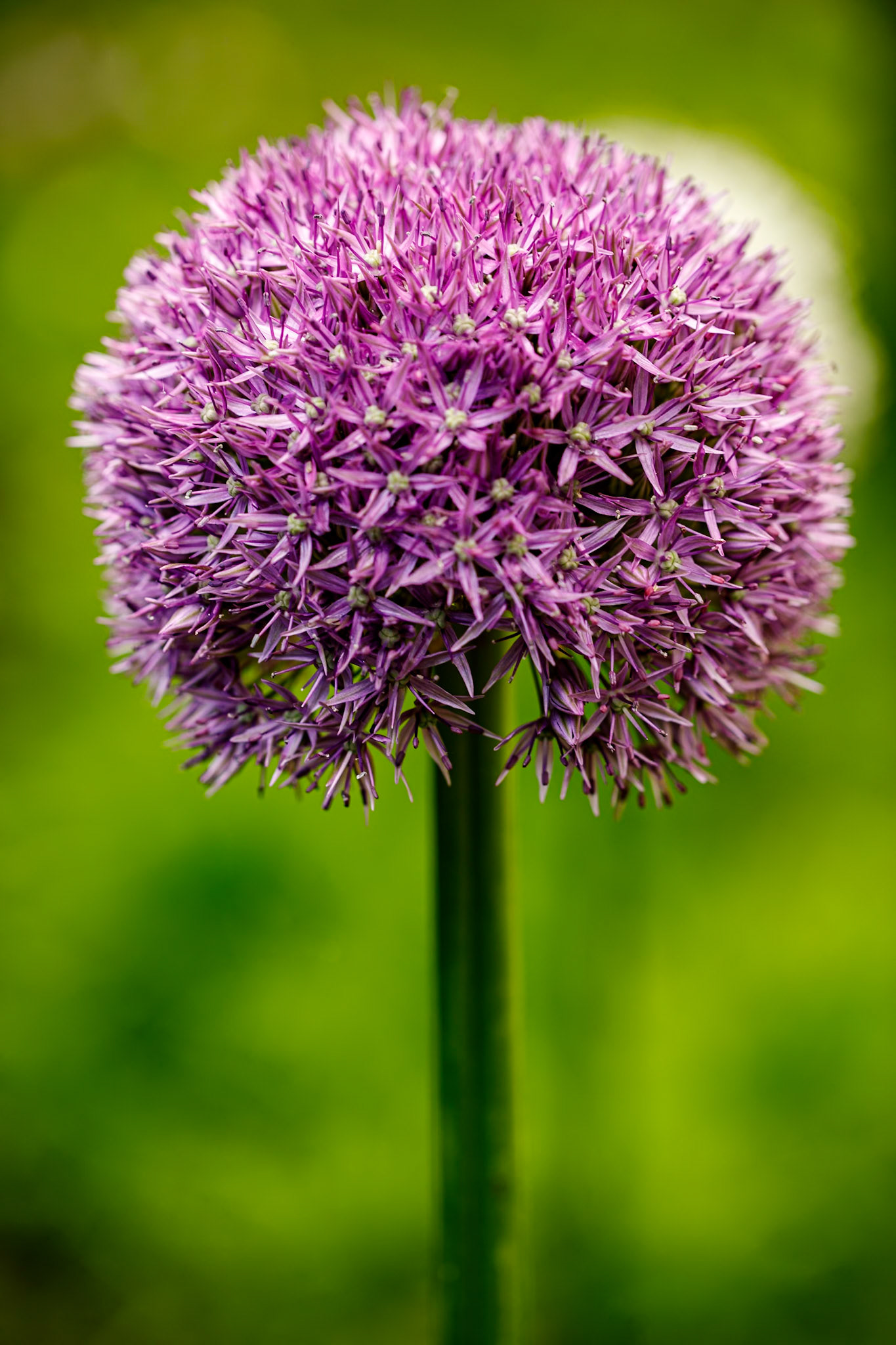 _2024-05-23__Canon__Canon EOS 5D Mark IV__ EF100mm f/2.8L Macro IS USM__f/3.5__1/125 sec________