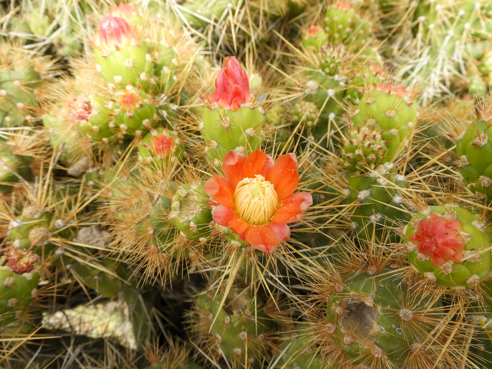 _2018-10-28__Coolpix B700__ __f/3.3__1/400 sec__Carretera Longitudinal del Colca__Cabanaconde__Peru__15°36'25.6572" S 71°53'34.9512" W_