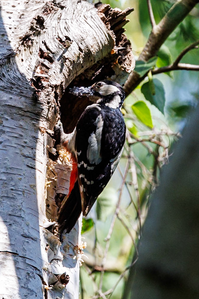 Great Spotted Woodpecker__27/05/2026 16:17:12.000__Canon__Canon EOS R3__ RF100-500mm F4.5-7.1 L IS USM__f/7.1__1/1000 sec__Old School Court__Wraysbury__England__51°27'18.9828" N 0°33'19.3788" W