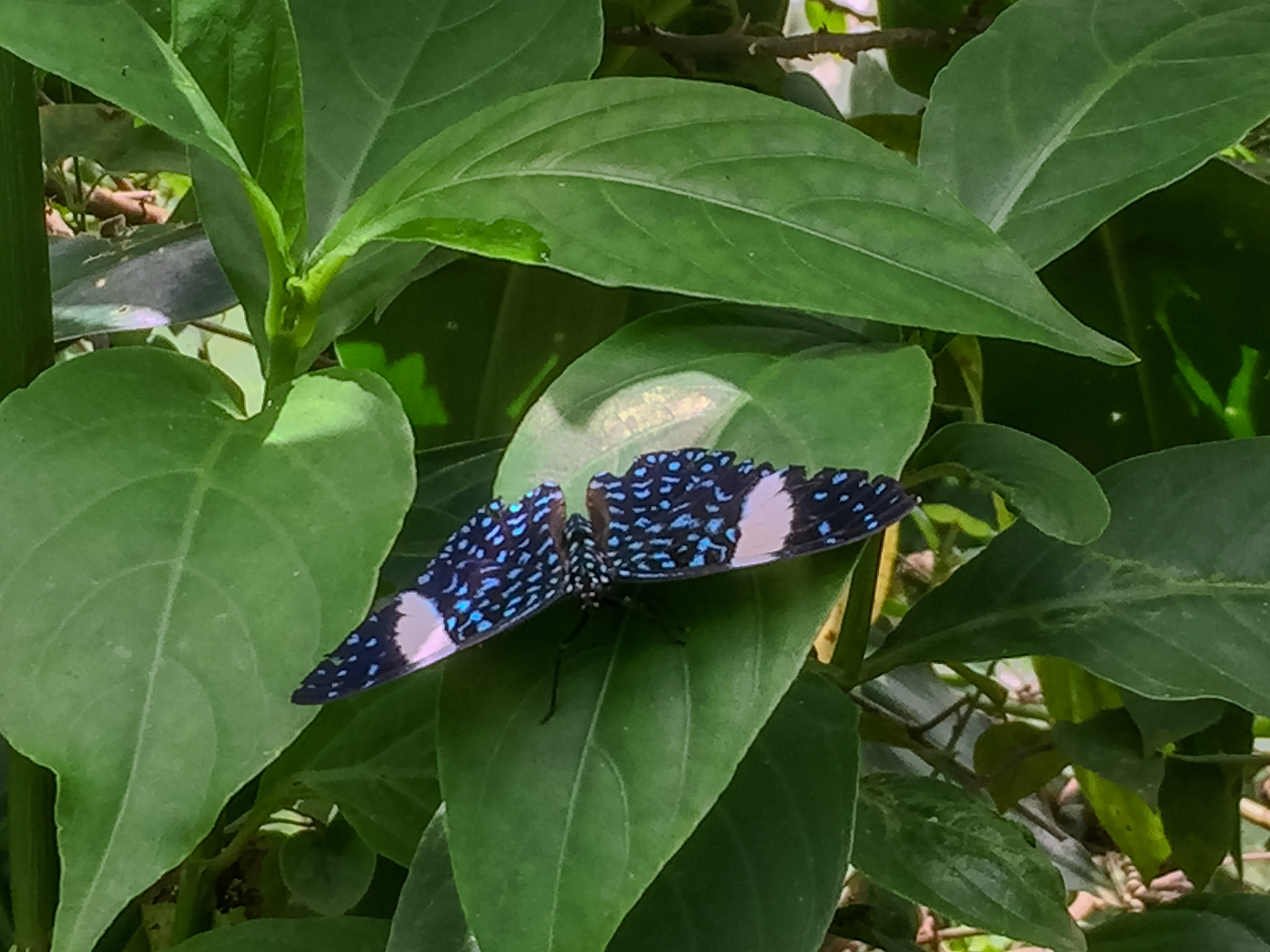 2018-11-07 11:51:49_iPhone 6 back camera 4.15mm f/2.2_f/2.2_1/125 sec_Vía Aeropuertoo_Tambopata_Peru_12°36'0.9612" S 69°13'13.3212" W