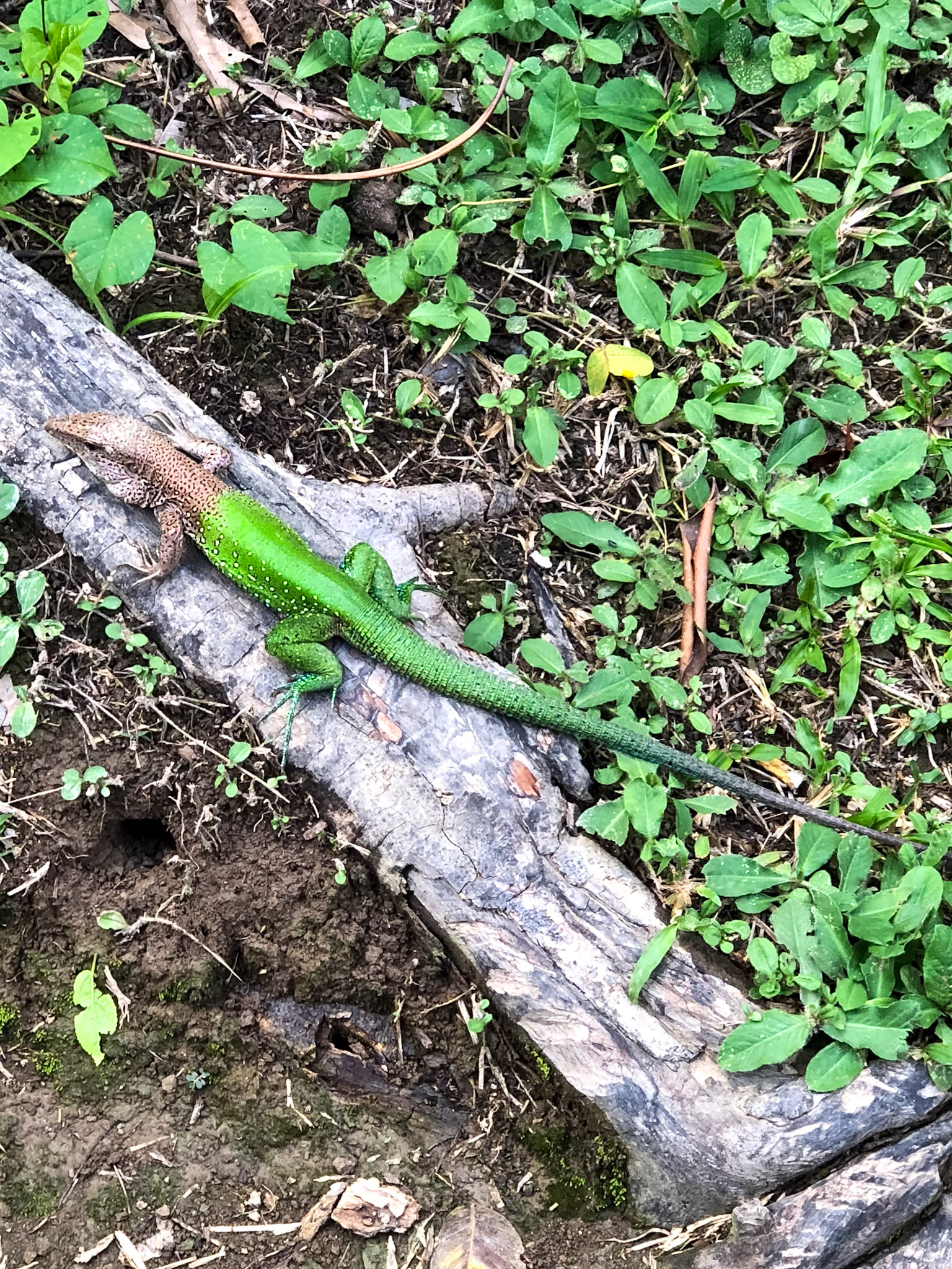 Giant Ameiva__2018-11-06__Apple__iPhone X__ iPhone X back dual camera 6mm f/2.4__f/2.4__1/60 sec________