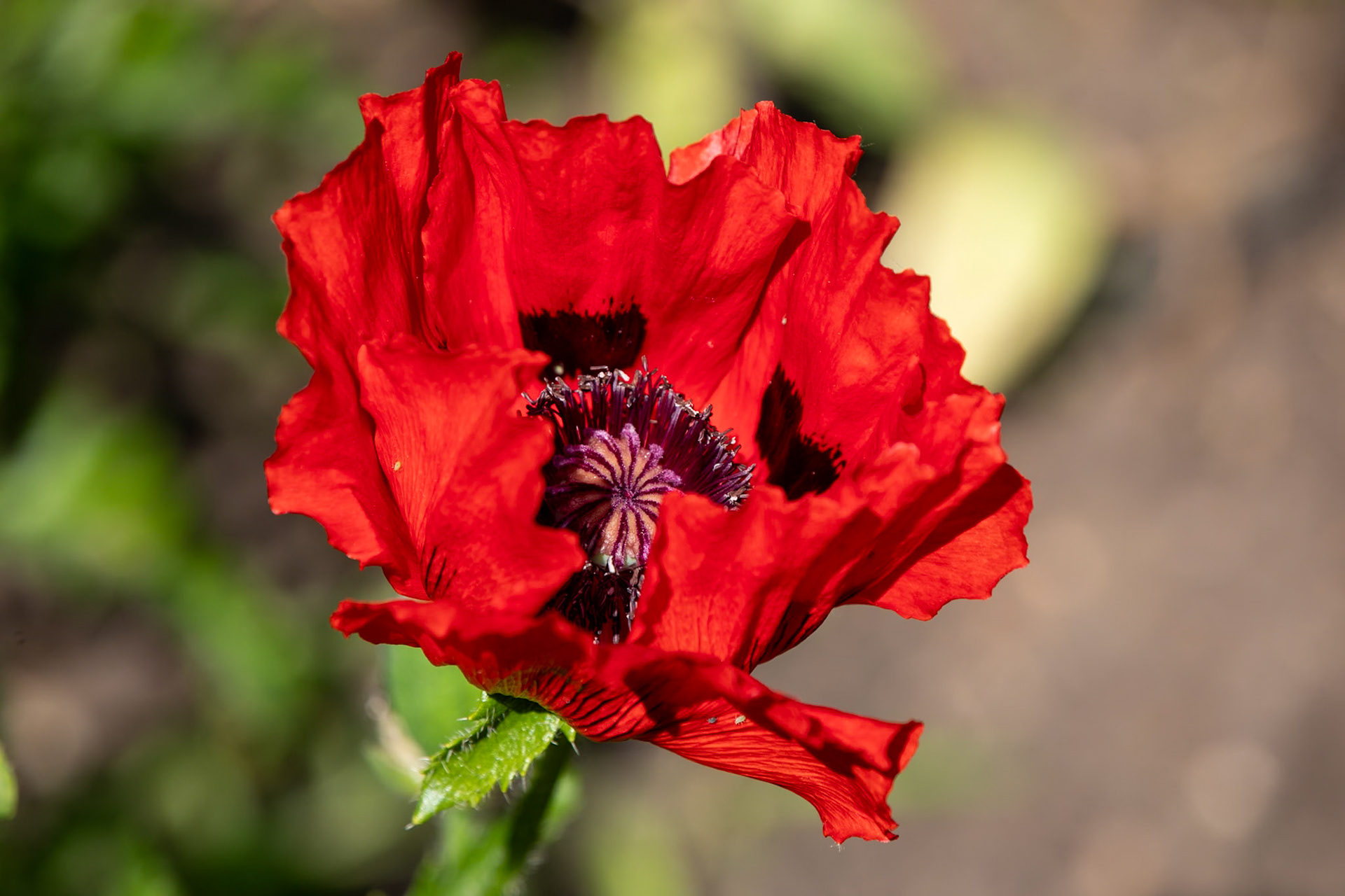 2023-05-27 15:21:07_TAMRON 28-300mm F/3.5-6.3 Di VC PZD A010_f/8_1/250 sec_ID: Papaver orientale — Oriental Poppy_Staines Road_Wraysbury_England_51°27'18.306" N 0°33'17.5068" W