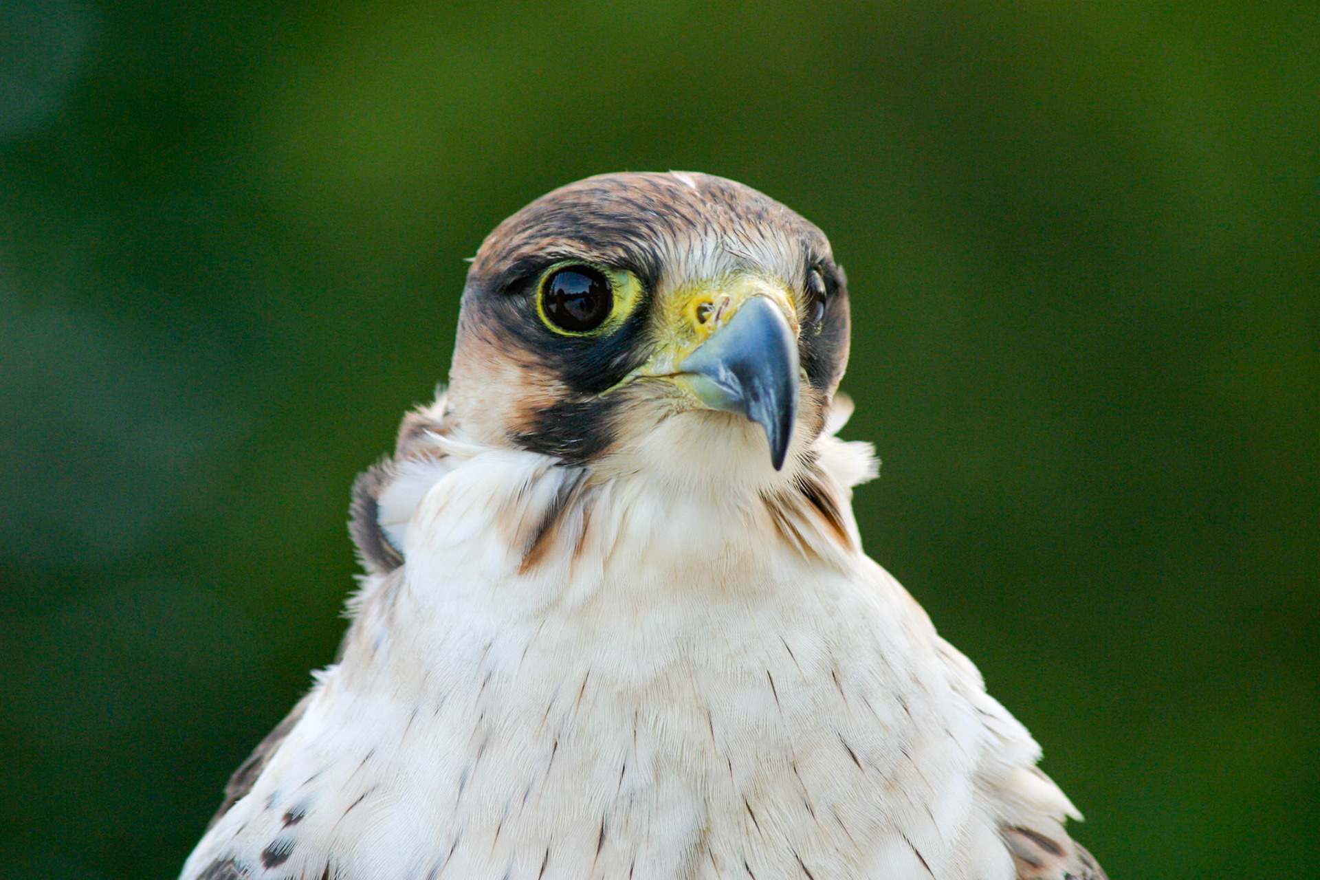 Lanner Falcon__2004-12-26__Canon__Canon EOS D60__ 75.0-300.0 mm__f/5.6__1/250 sec________