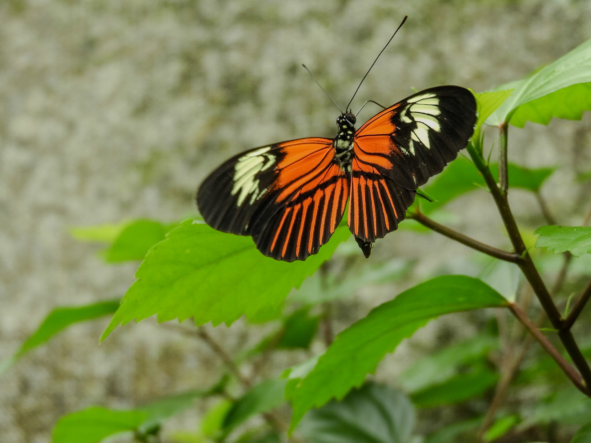 2018-11-07 11:44:48__f/4.8_1/60 sec_Vía Aeropuertoo_Tambopata_Peru_12°36'1.0512" S 69°13'13.5948" W