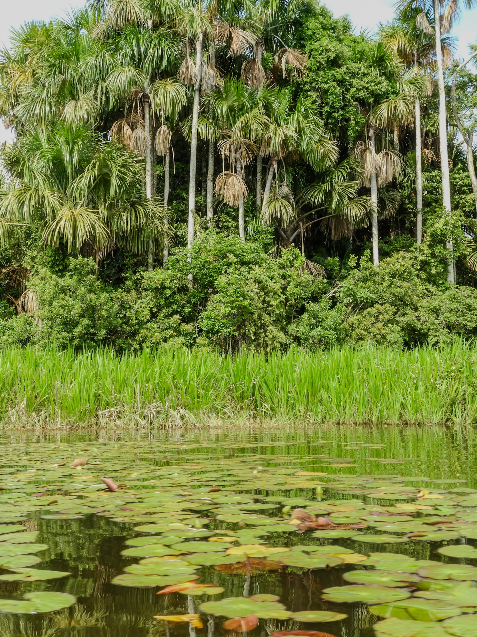 2018-11-04 08:34:43__f/8_1/40 sec_12°36'35.766" S 69°2'38.8932" W