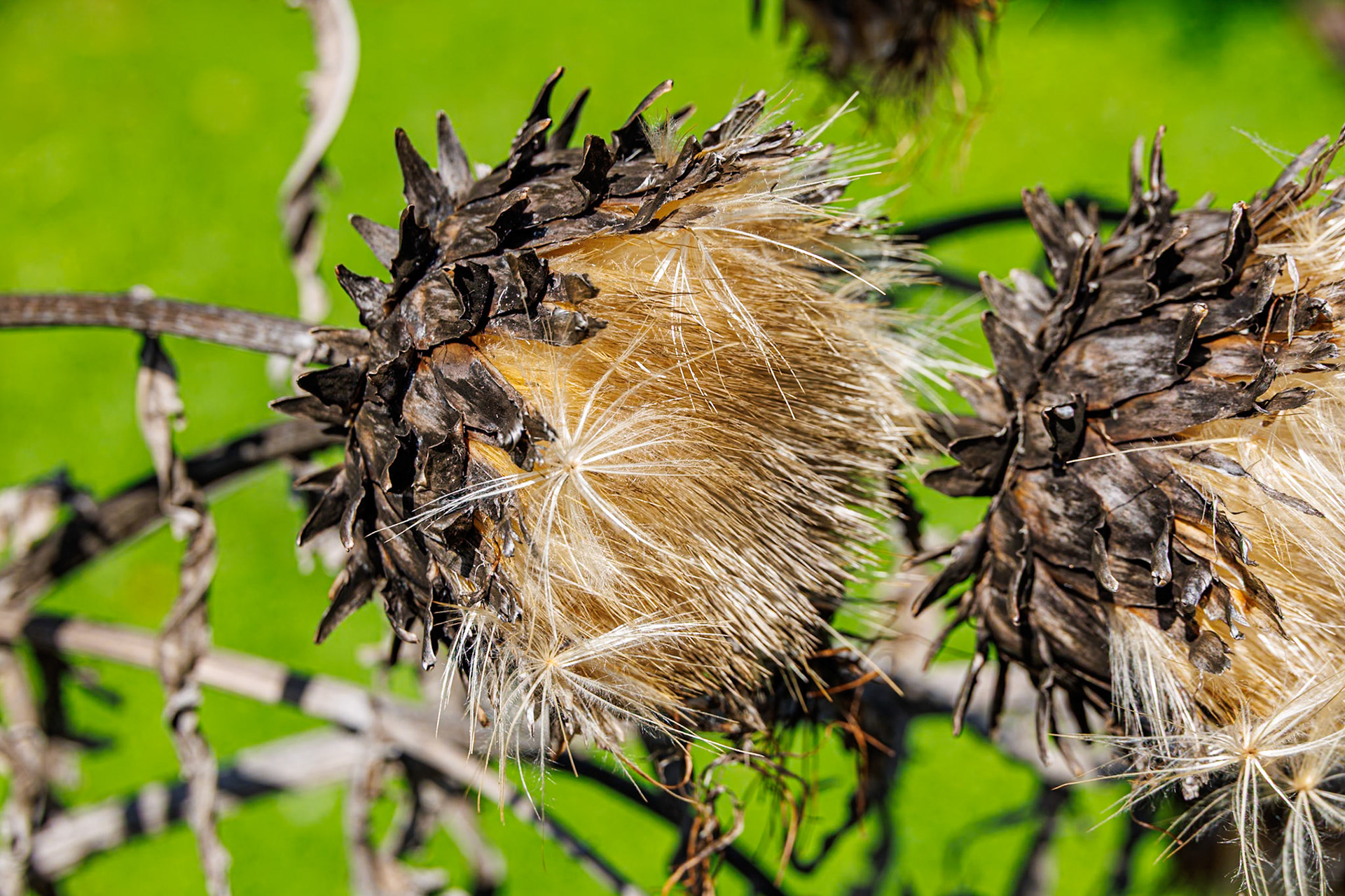 2024-09-25 12:22:45_RF24-240mm F4-6.3 IS USM_f/8_1/200 sec_Cynara cardunculus var. scolymusGlobe Artichoke (seed head)Mihanovićeva ulica_City of Zagreb_Croatia_45°48'17.352" N 15°58'25.1472" E