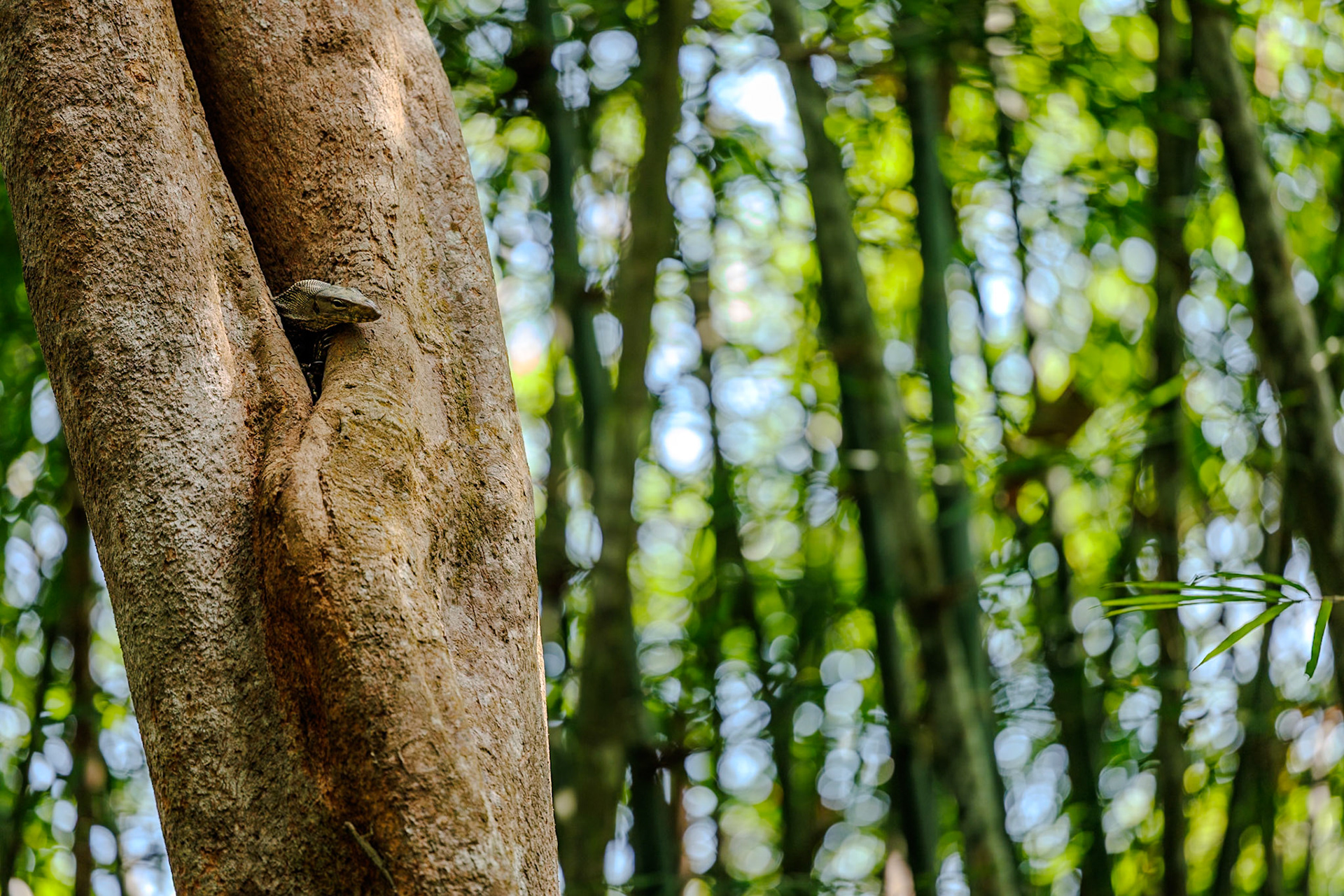 2025-02-11 11:28:22_RF70-200mm F2.8 L IS USM_f/2.8_1/250 sec_8°54'48.5388" N 98°31'12.27" E