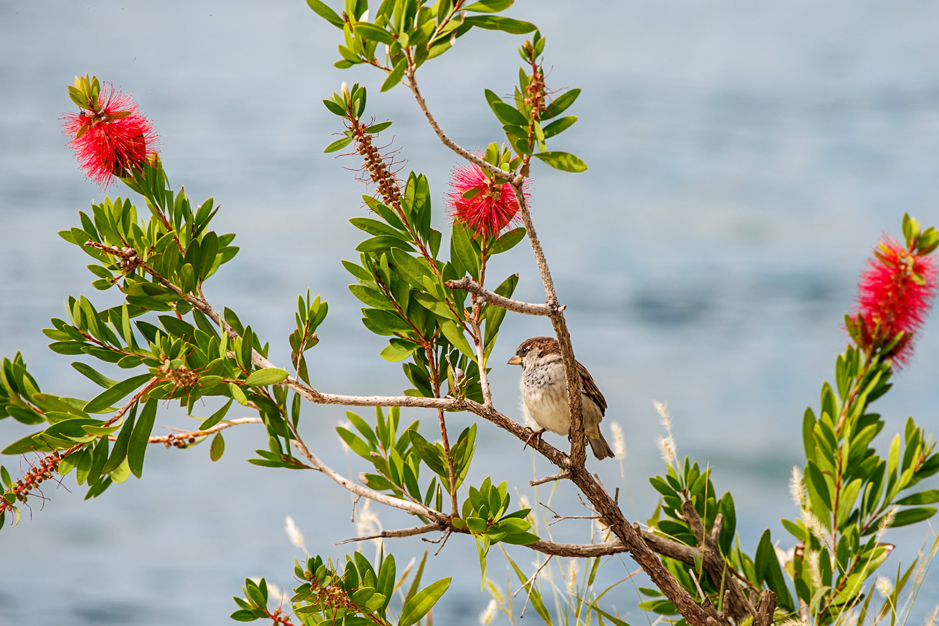 House Sparrow on Bottlebrush plant__2024-09-17__Canon__Canon EOS R3__ RF24-240mm F4-6.3 IS USM__f/7.1__1/400 sec____Dobrota__Montenegro__42°28'5.0808" N 18°45'47.6892" E