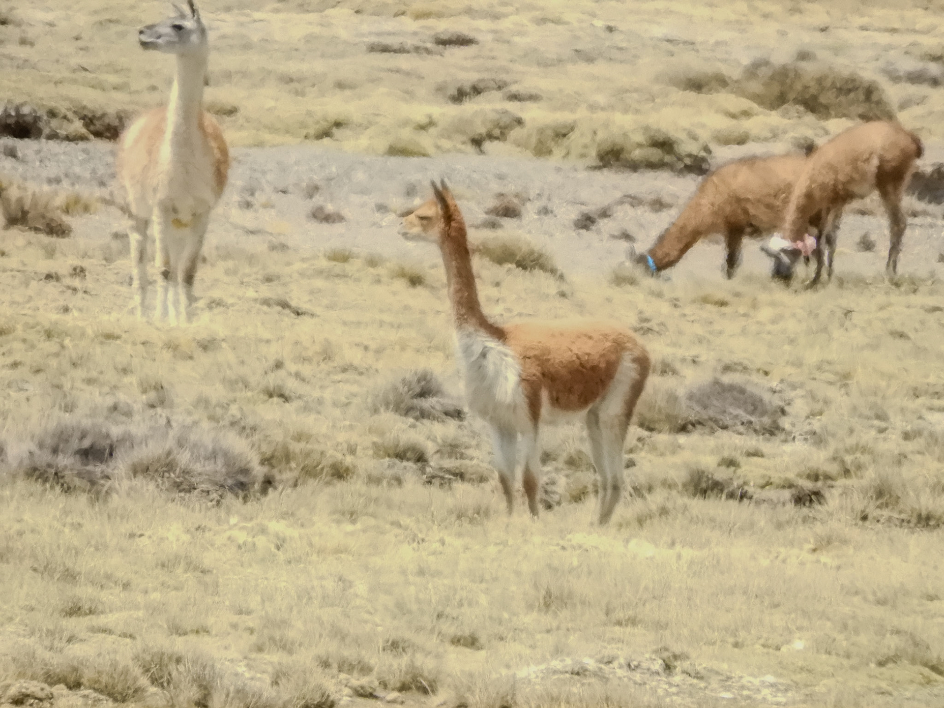 _2018-10-27__Coolpix B700__ __f/7.6__1/2500 sec__Carretera al Colca__Yanque__Peru__15°50'0.6828" S 71°28'21.684" W_