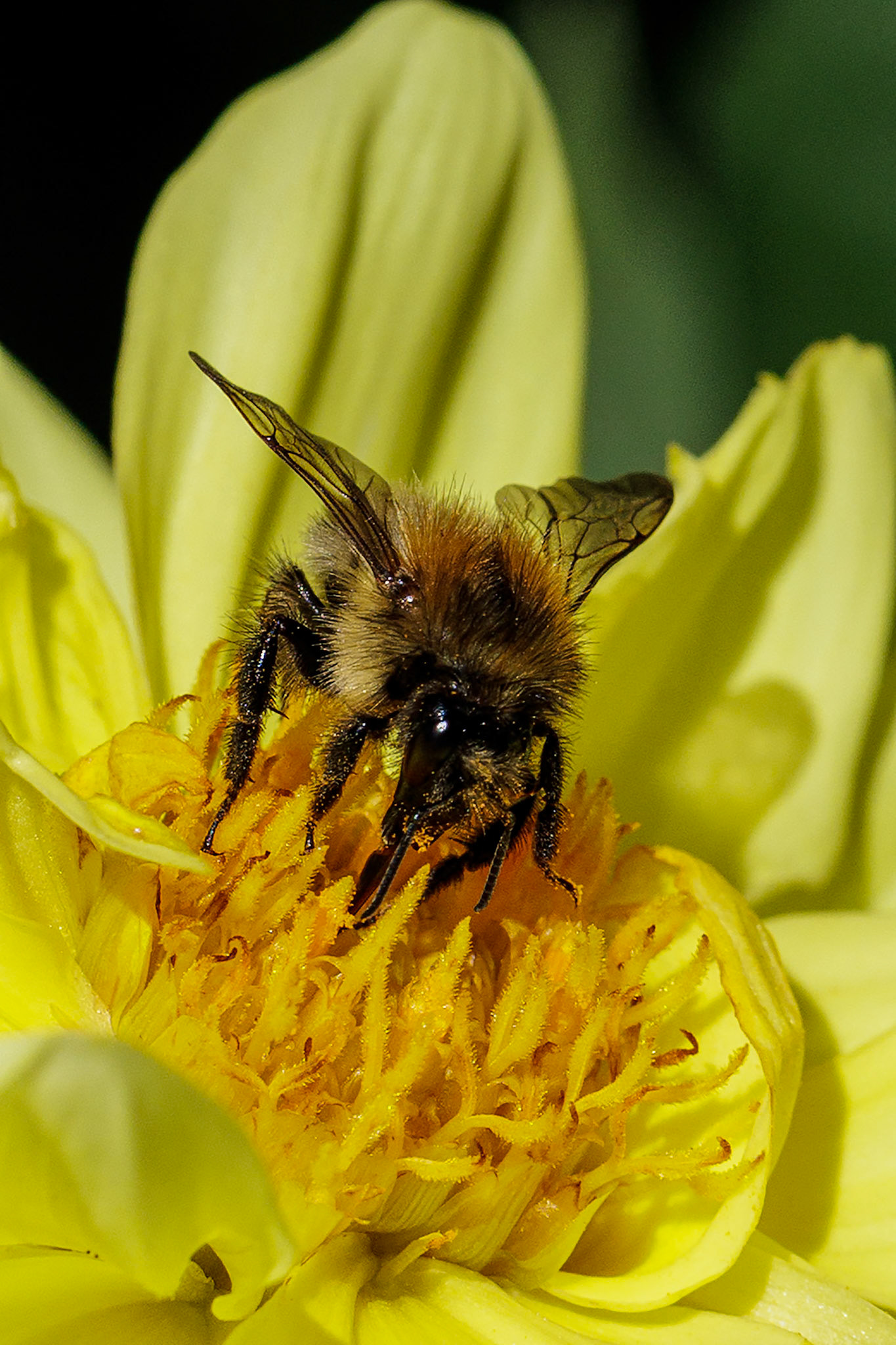 Common Carder Bee on Dahlia__2025-08-25__Canon__Canon EOS R3__ EF100mm f/2.8L Macro IS USM__f/10__1/1250 sec__Old School Court__Hythe End__England__51°27'18.432" N 0°33'17.8092" W