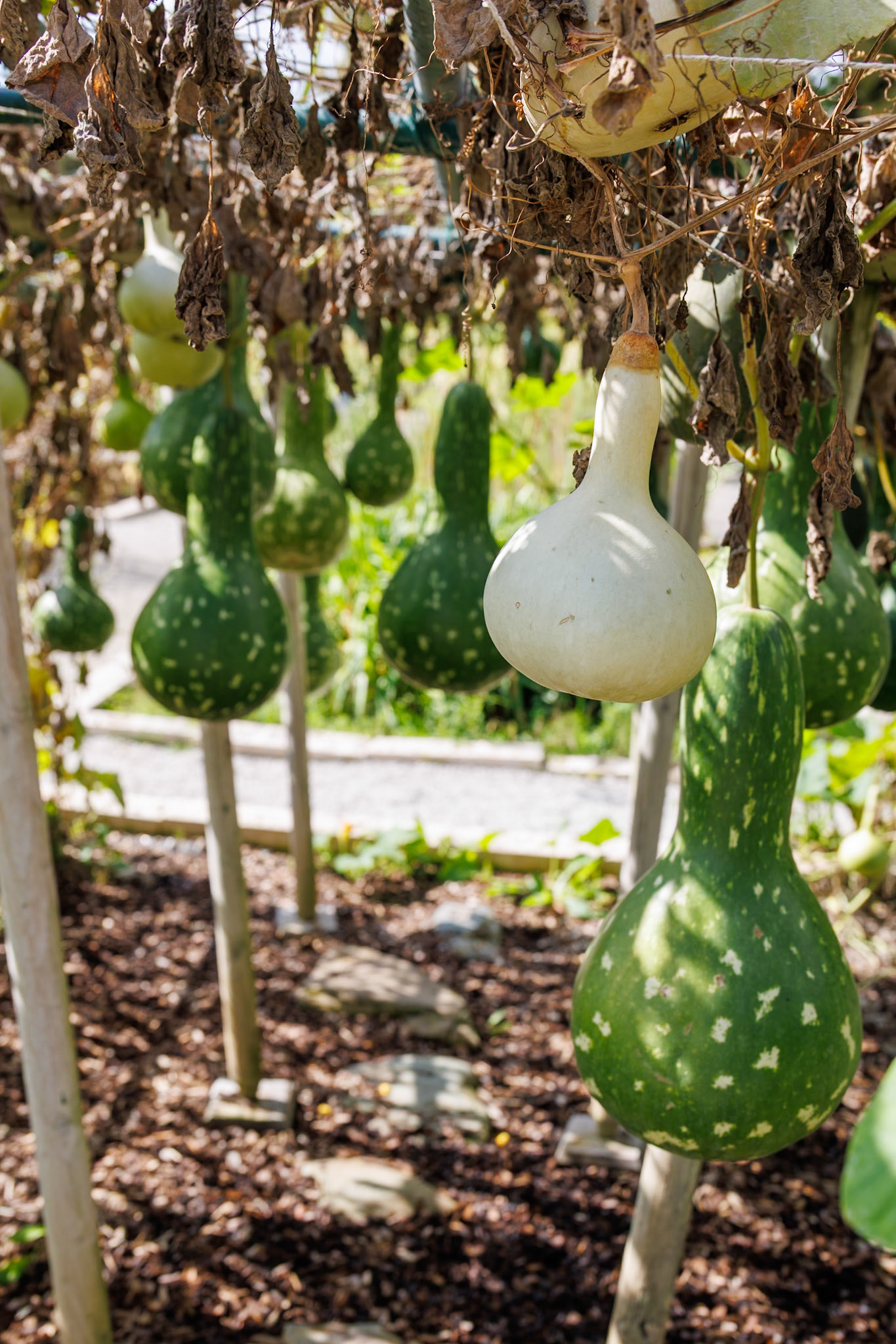 _2024-09-25__Canon__Canon EOS R3__ RF24-240mm F4-6.3 IS USM__f/7.1__1/125 sec__Mihanovićeva ulica__City of Zagreb__Croatia__45°48'16.4988" N 15°58'24.8232" E