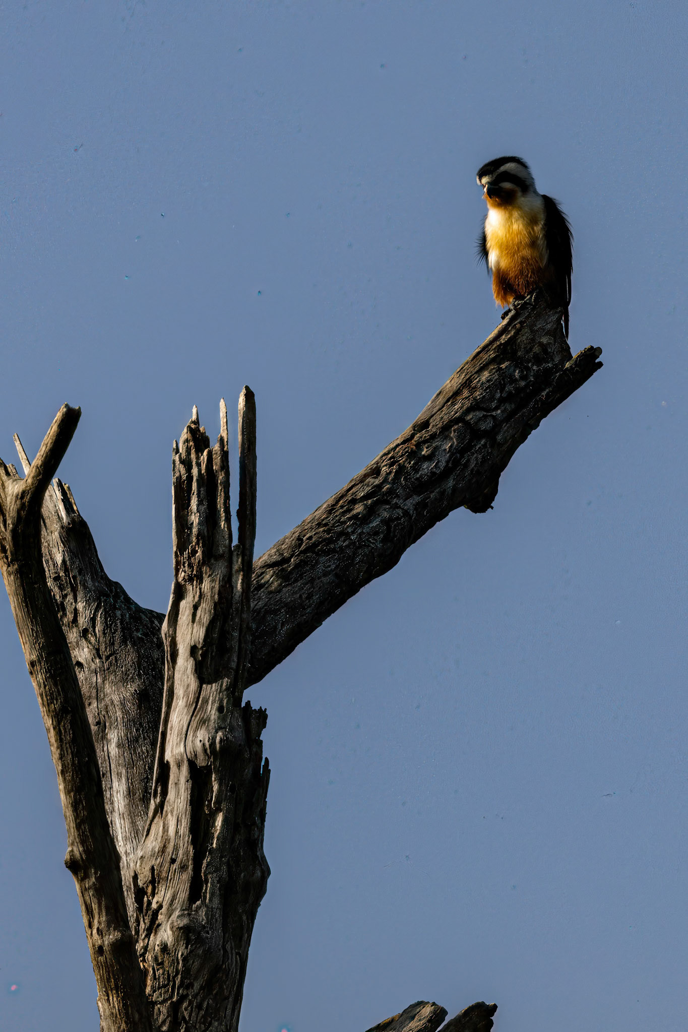 Collared Falconet__2026-03-09__Canon__Canon EOS R3__ RF100-500mm F4.5-7.1 L IS USM__f/14__1/400 sec____Dhela FRH__India__29°26'5.0172" N 78°57'13.8168" E