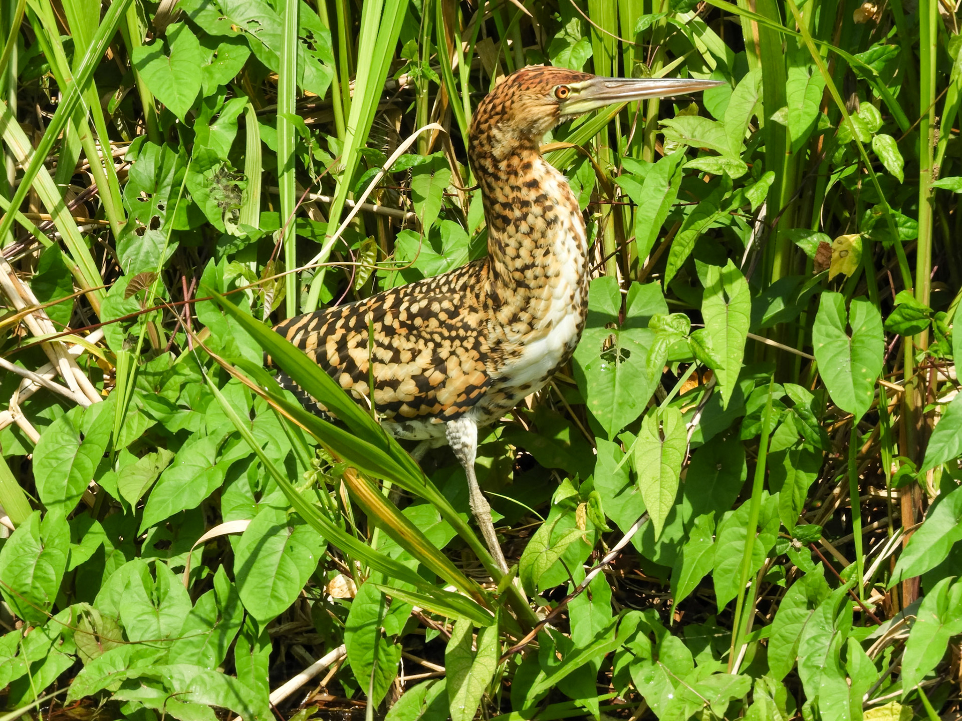Rufescent Tiger Heron__2018-11-04__Nikon__Coolpix B700__ __f/7.7__1/200 sec____Tambopata__Peru__12°36'37.008" S 69°2'39.3468" W