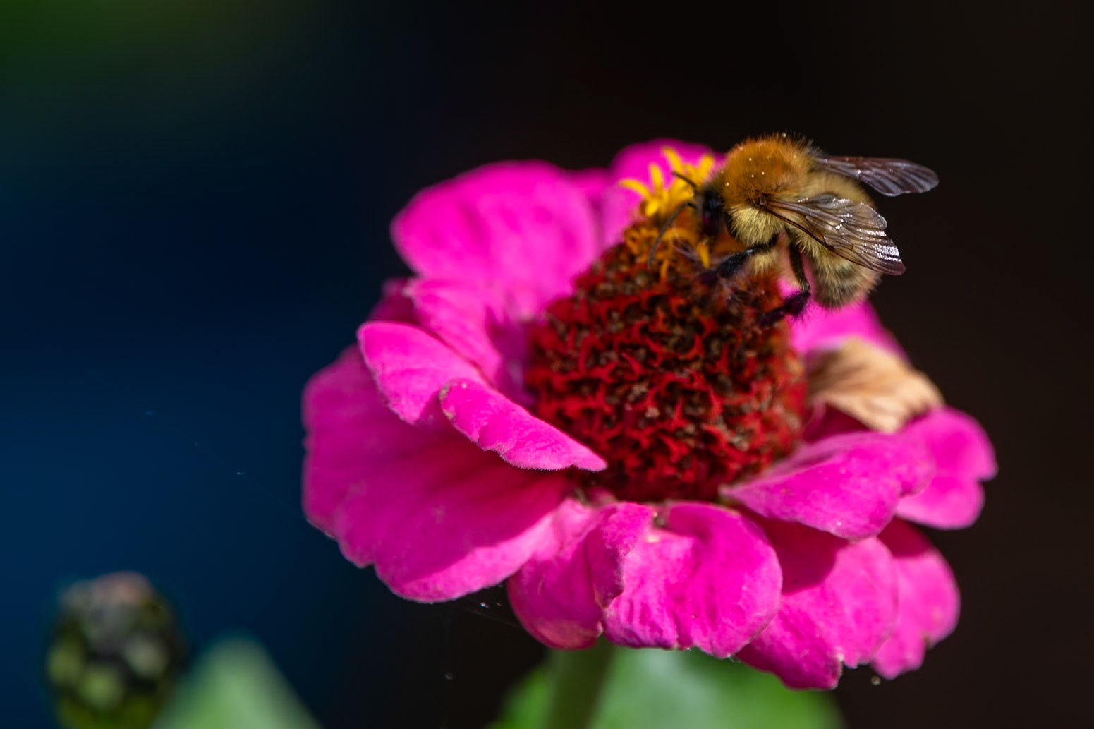 2023-08-17 15:34:21_TAMRON 28-300mm F/3.5-6.3 Di VC PZD A010_f/6.3_1/250 sec_Plant: Zinnia elegans – ZinniaPolinator:Bombus spp - likely a Common Carder Bee _Staines Road_Wraysbury_England_51°27'18.5472" N 0°33'17.5212" W