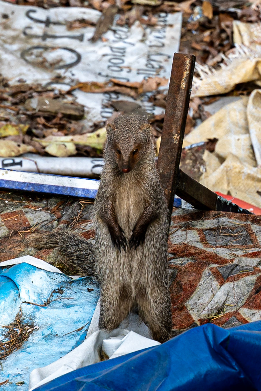 Mongoose__2025-12-06__Canon__Canon EOS R3__ RF70-200mm F2.8 L IS USM__f/5__1/640 sec__The Ridge__Shimla__India__31°6'18.1152" N 77°10'31.3752" E