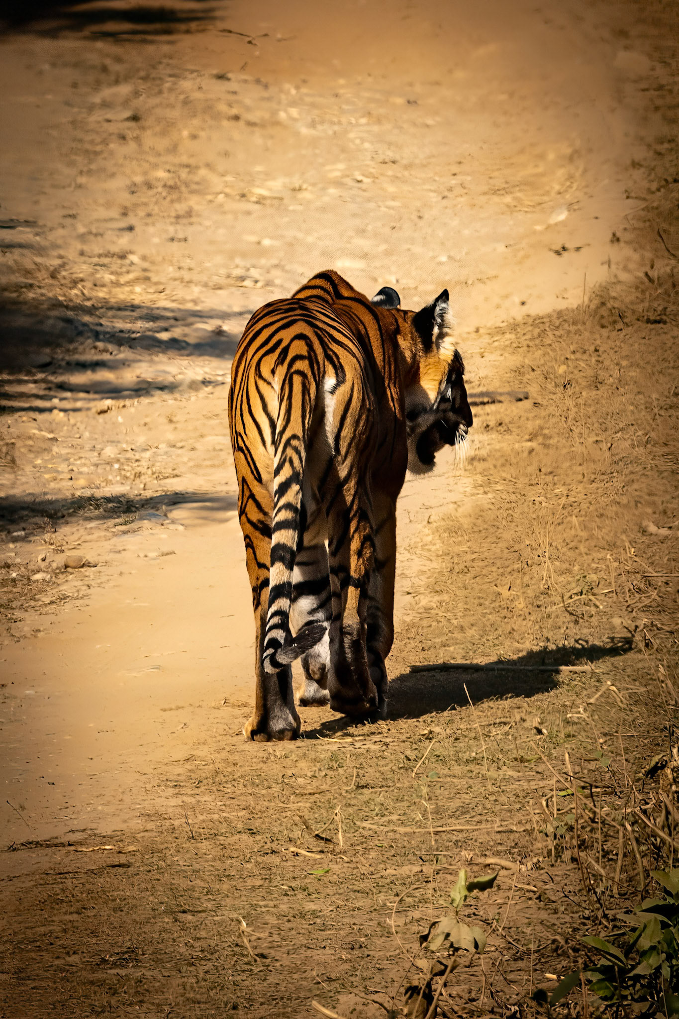 Tiger__2026-03-09__Canon__Canon EOS R3__ RF100-500mm F4.5-7.1 L IS USM__f/13__1/1000 sec____JhirnaFRH__India__29°26'53.0772" N 78°52'55.9308" E
