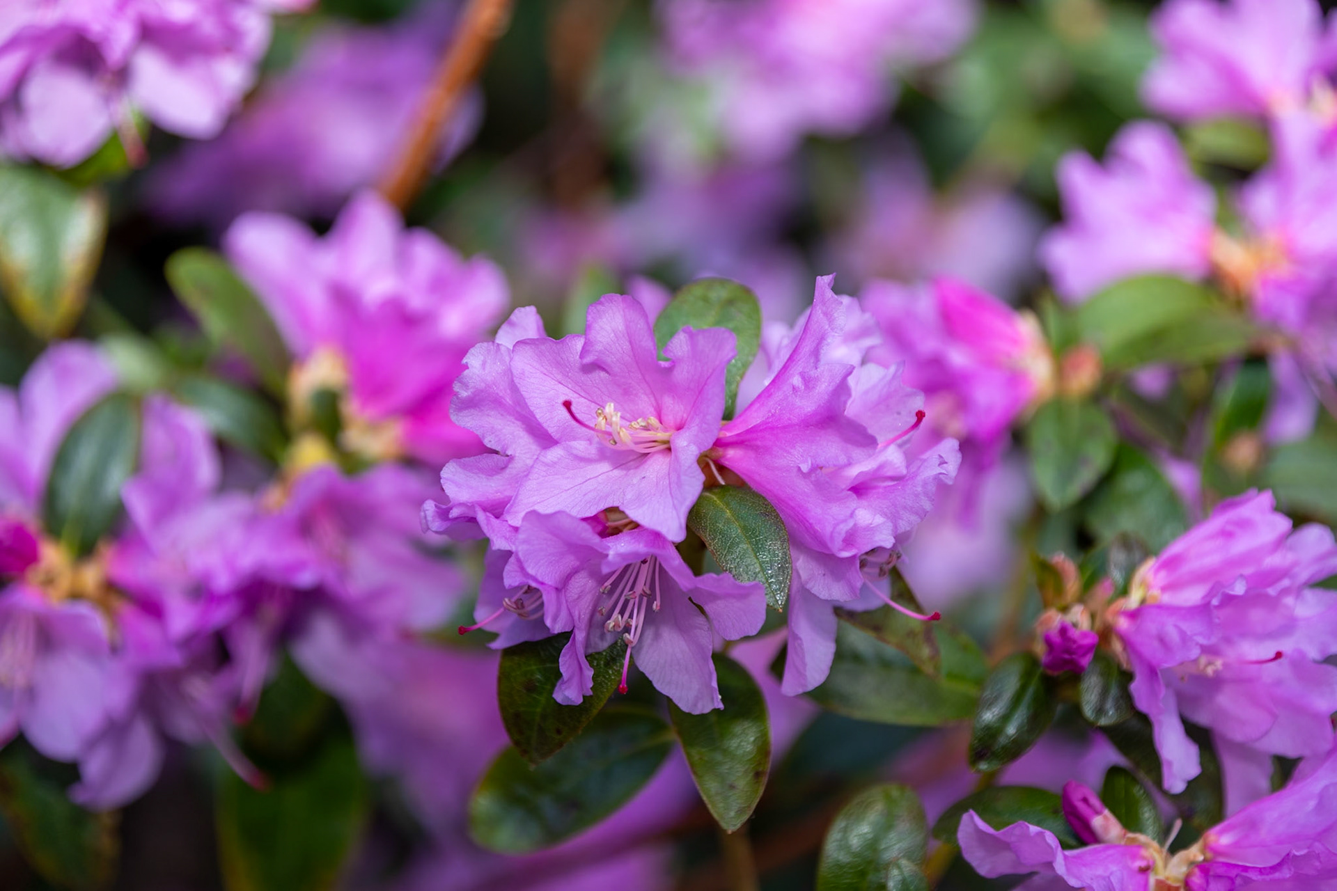 2023-02-26 11:32:34_TAMRON 28-300mm F/3.5-6.3 Di VC PZD A010_f/5.6_1/160 sec___Staines Road_Wraysbury_England_51°27'17.136" N 0°33'17.514" W