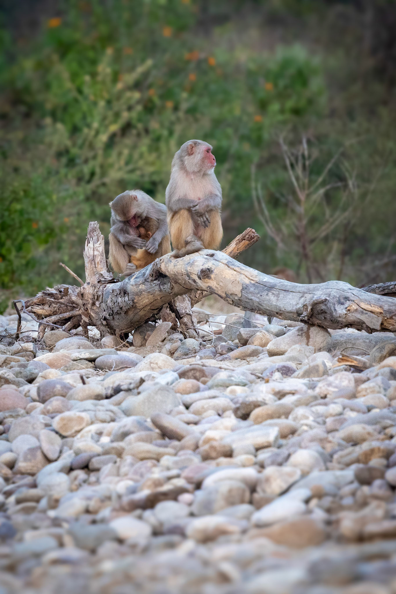 Macaque Monkeys__2025-12-02__Canon__Canon EOS R3__ RF100-500mm F4.5-7.1 L IS USM__f/8__1/800 sec____Afzalgarh__India__29°26'7.5768" N 78°55'1.1388" E