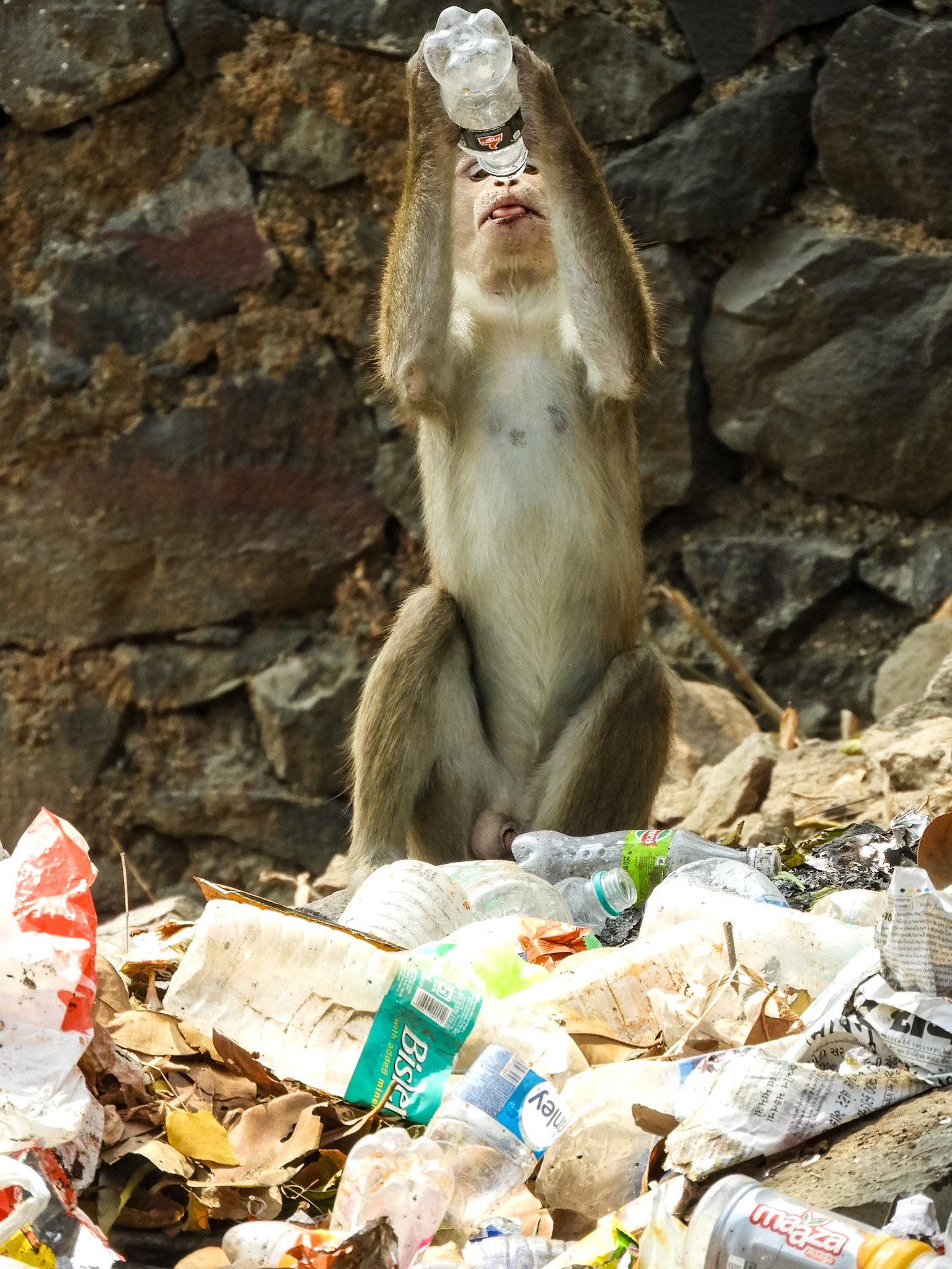 _2018-03-03__Nikon__Coolpix B700__ __f/5.6__1/250 sec________