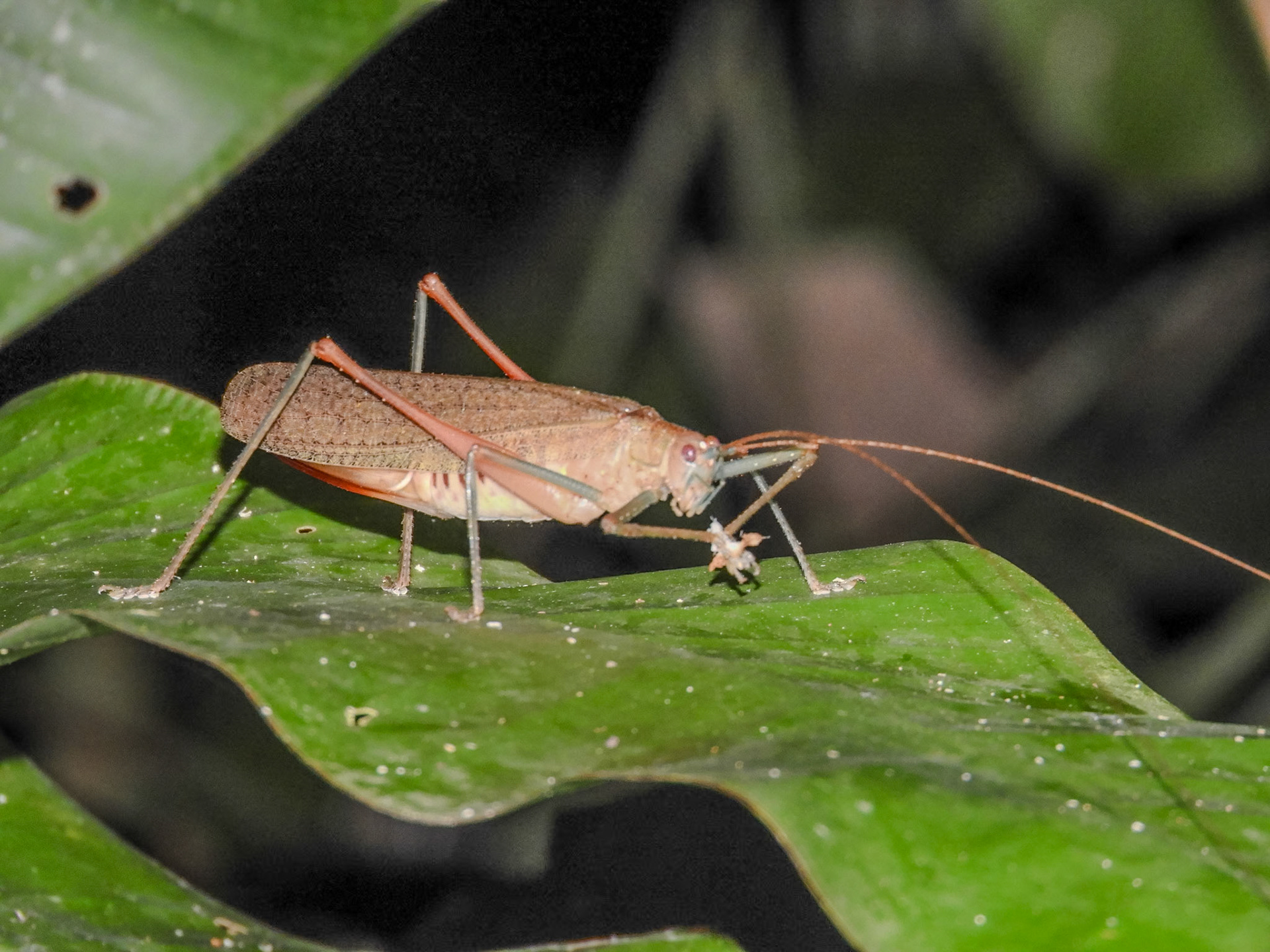 2018-11-06 18:42:33__f/5.6_1/125 sec__Las Piedras_Peru_12°32'27.9708" S 69°3'11.5668" W