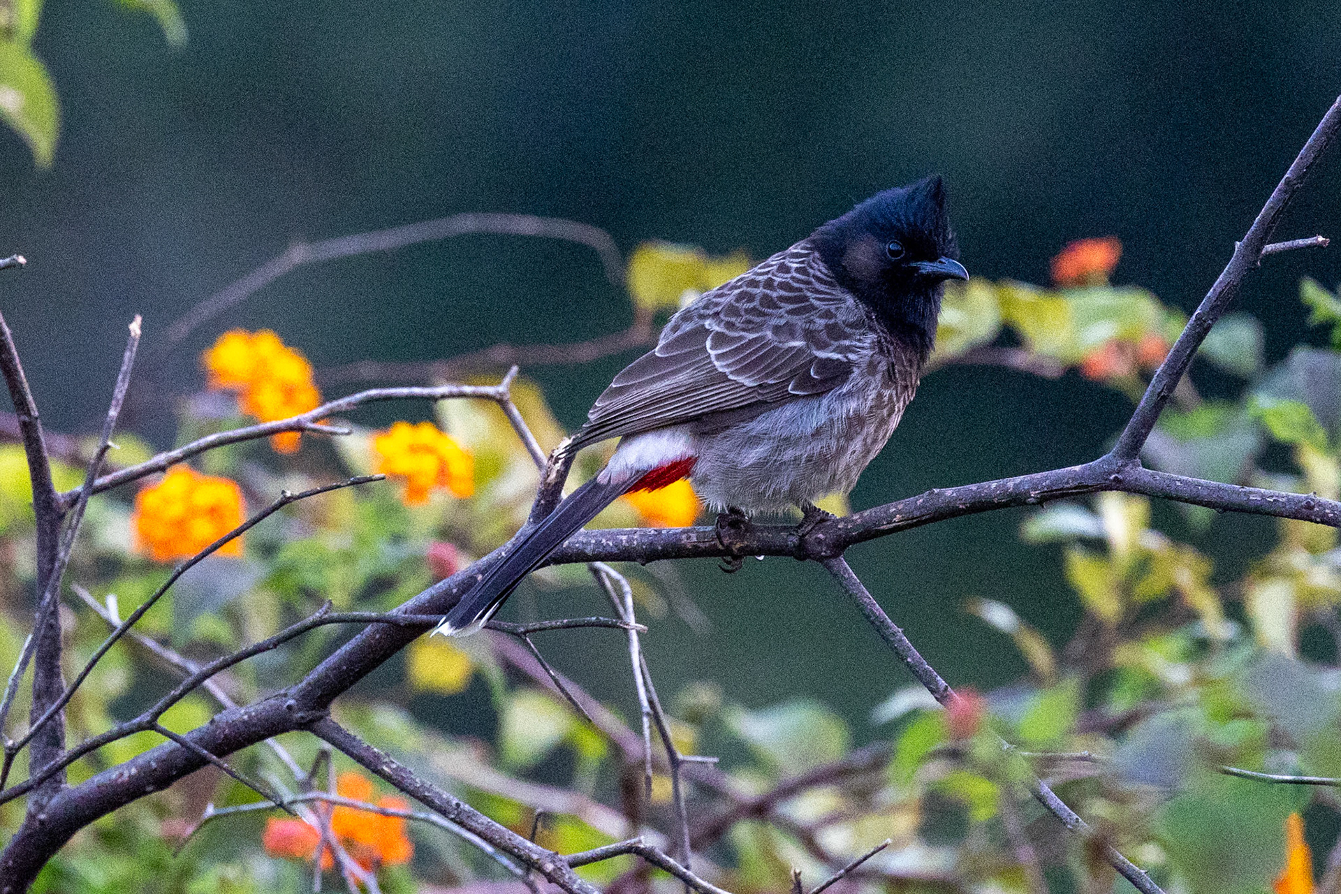 Red-vented Bulbul__2025-12-01__Canon__Canon EOS R3__ RF100-500mm F4.5-7.1 L IS USM__f/7.1__1/500 sec____Ramnagar__India__29°26'22.2612" N 78°57'48.0708" E