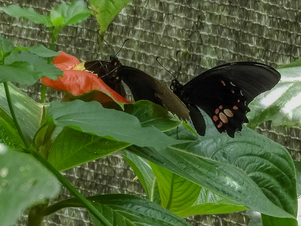 2018-11-07 11:52:31__f/5_1/60 sec_Vía Aeropuertoo_Tambopata_Peru_12°36'0.9972" S 69°13'13.584" W