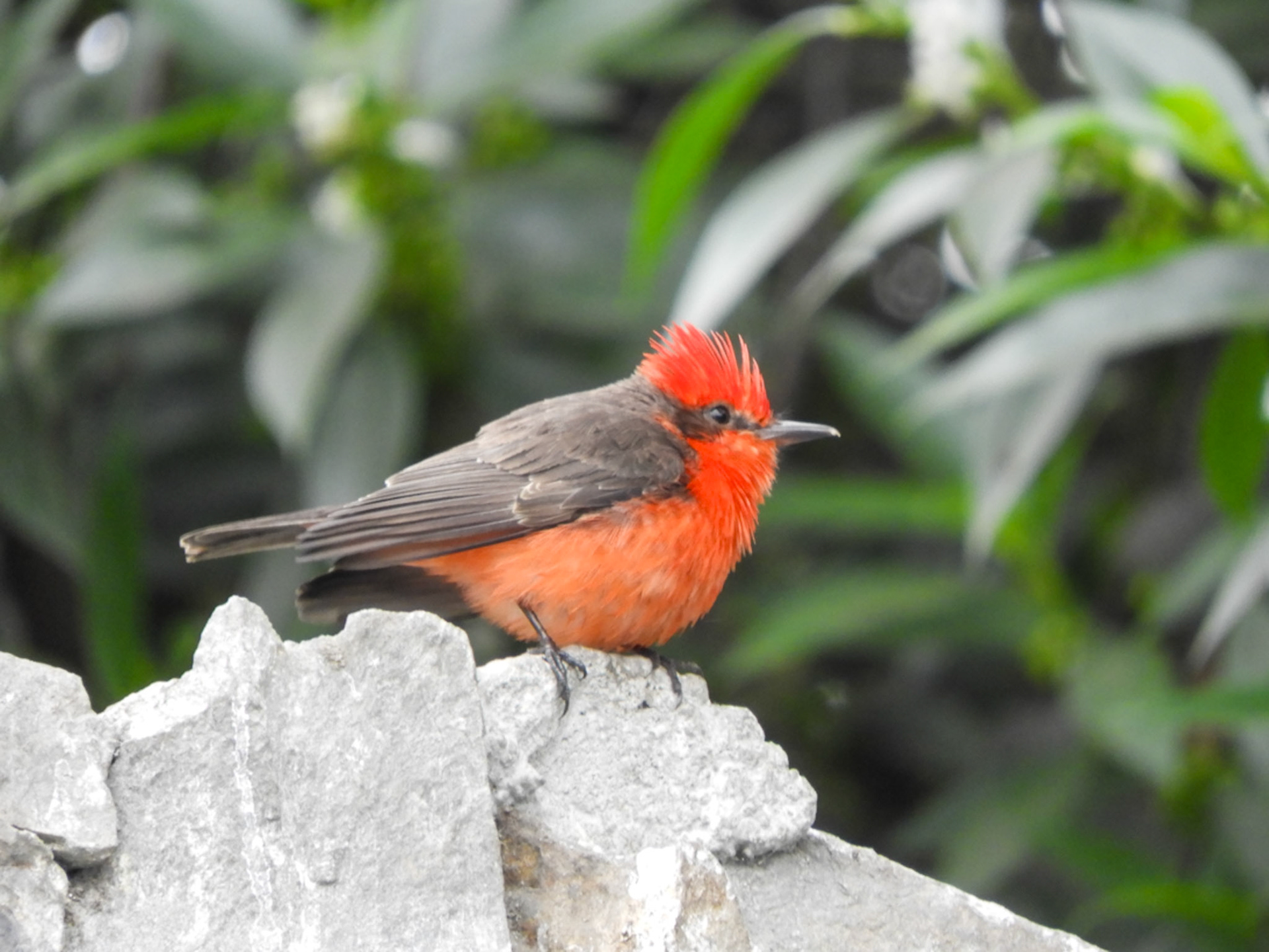 Scarlet Flycatcher__2018-10-14__Nikon__Coolpix B700__ __f/6.3__1/100 sec________