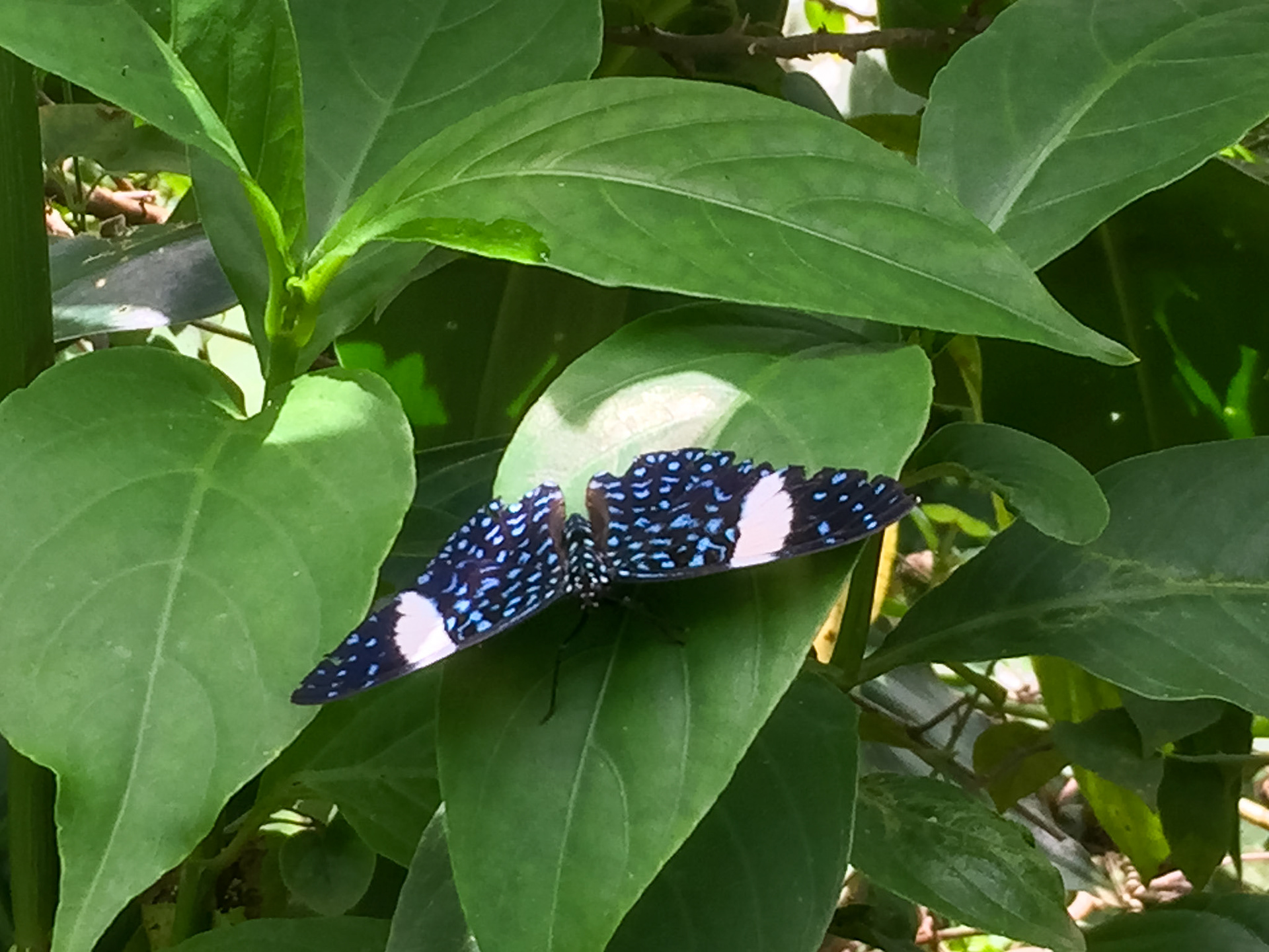 Starry-night Cracker__2018-11-07__Apple__iPhone 6__ iPhone 6 back camera 4.15mm f/2.2__f/2.2__1/125 sec__Vía Aeropuertoo__Tambopata__Peru__12°36'0.9612" S 69°13'13.3212" W