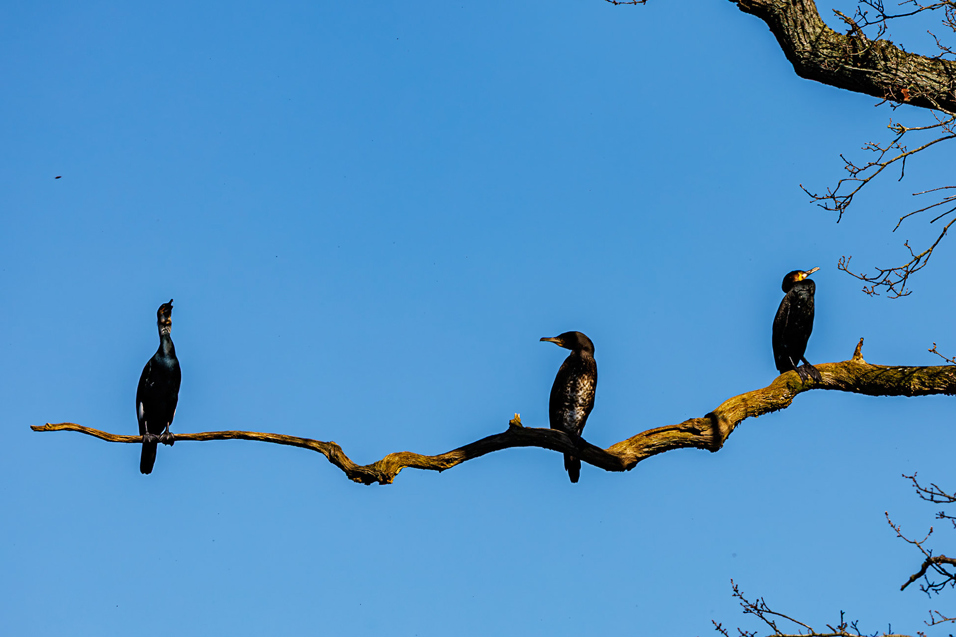 Great Cormorants__2026-03-18__Canon__Canon EOS R3__ RF100-500mm F4.5-7.1 L IS USM__f/10__1/640 sec__Beltwood Lane__Elmbridge__England__51°19'39.114" N 0°26'0.72" W